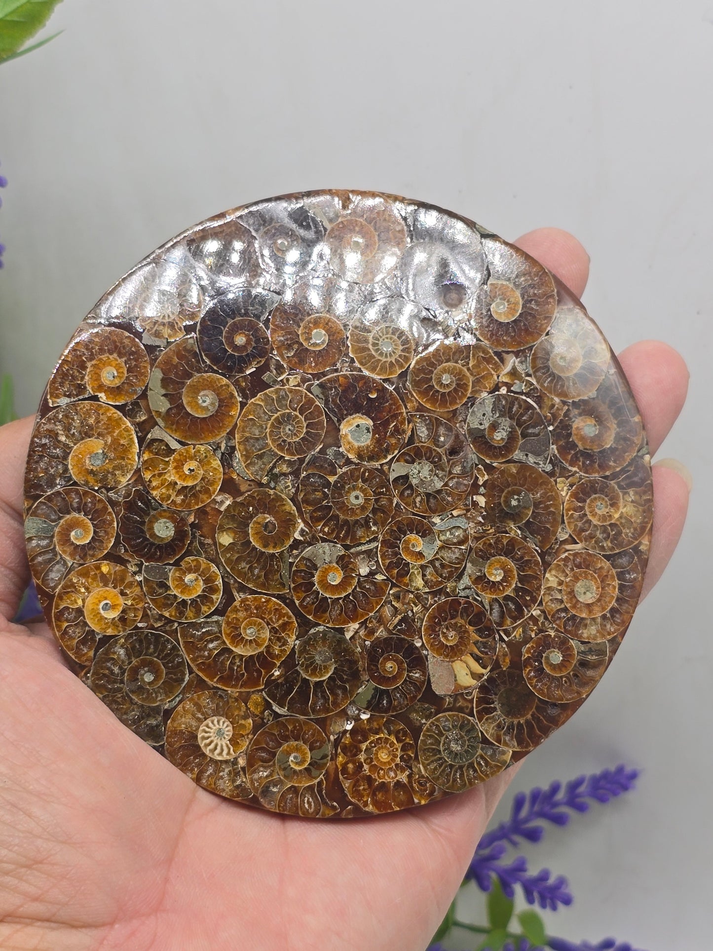 Premium Madagascan Ammonite Fossil Disc – Sacred Spiral of Protection & Ancient Wisdom | 11 cm Crystal Wellness