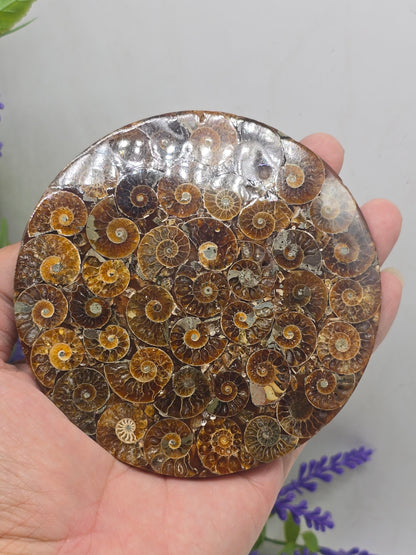 Premium Madagascan Ammonite Fossil Disc – Sacred Spiral of Protection & Ancient Wisdom | 11 cm Crystal Wellness