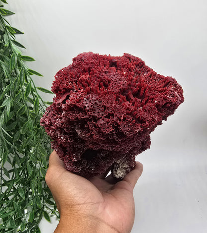 Exquisite Red Coral Specimen 20x16x12cm | 0.7kg – Collector’s Piece of Strength & Vitality Crystal Wellness