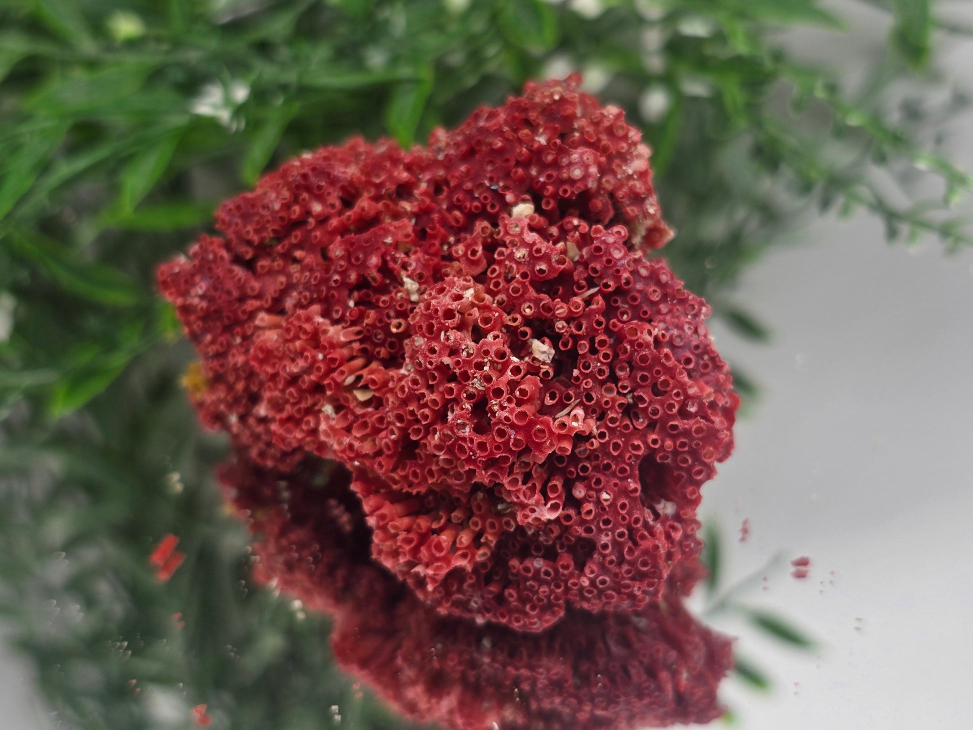 Red Coral (Moonga) – Gem of Strength & Protection 7x6x4cm Crystal Wellness