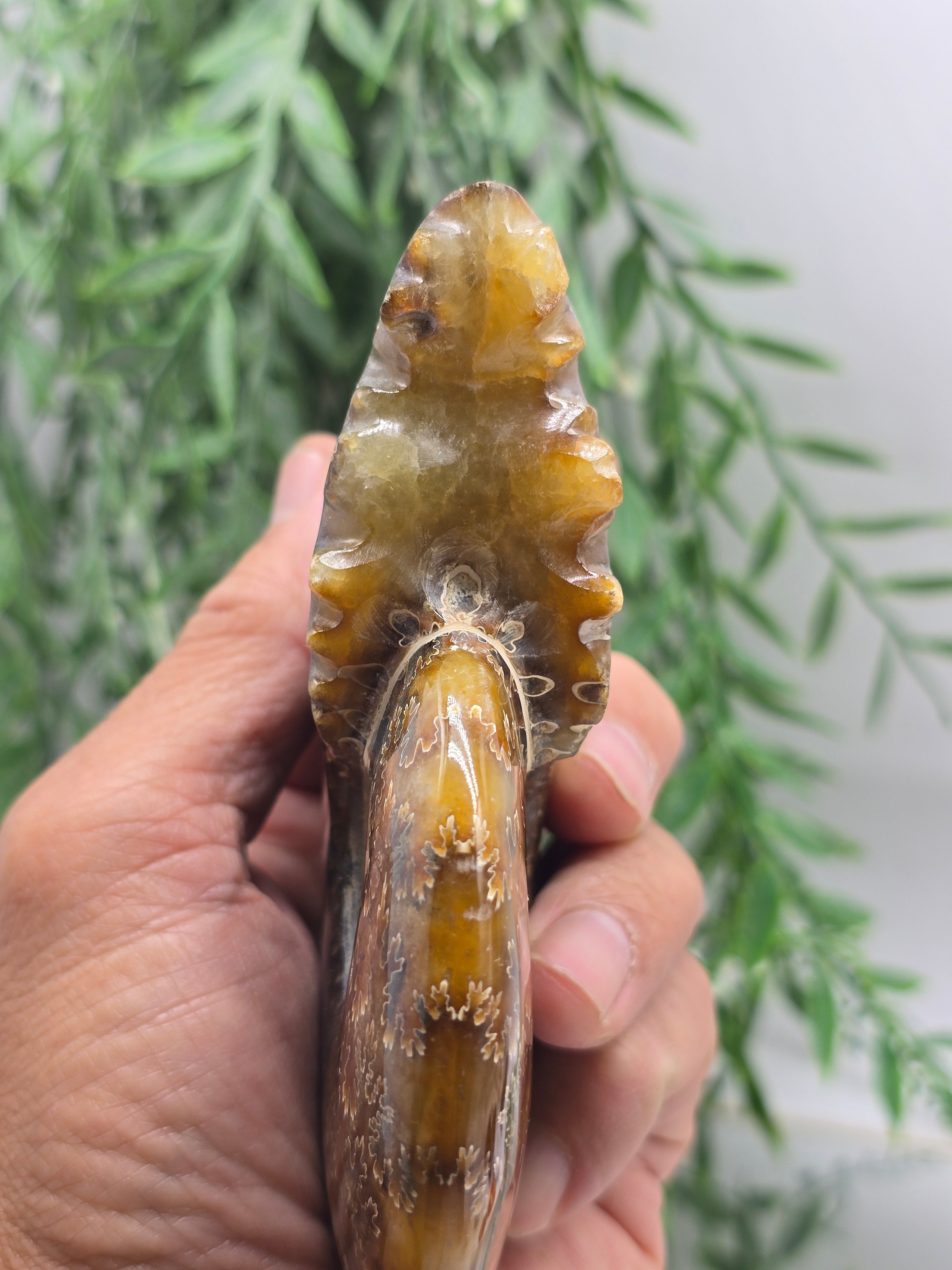 Large Madagascar Ammonite Fossil 13cm - 3 (Ancient Wisdom & Transformation) Crystal Wellness