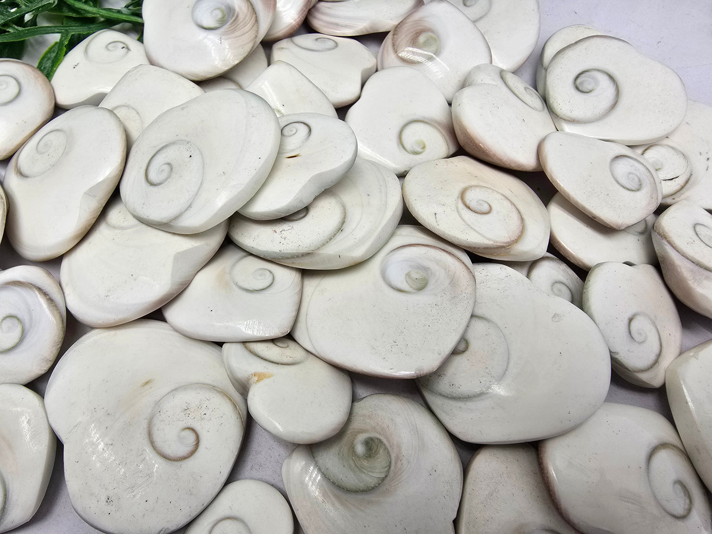 Operculum Crystal Wellness