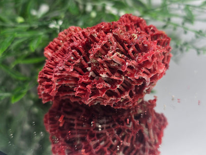 Red Coral (Moonga) – Gem of Strength & Protection 7x6x4cm Crystal Wellness