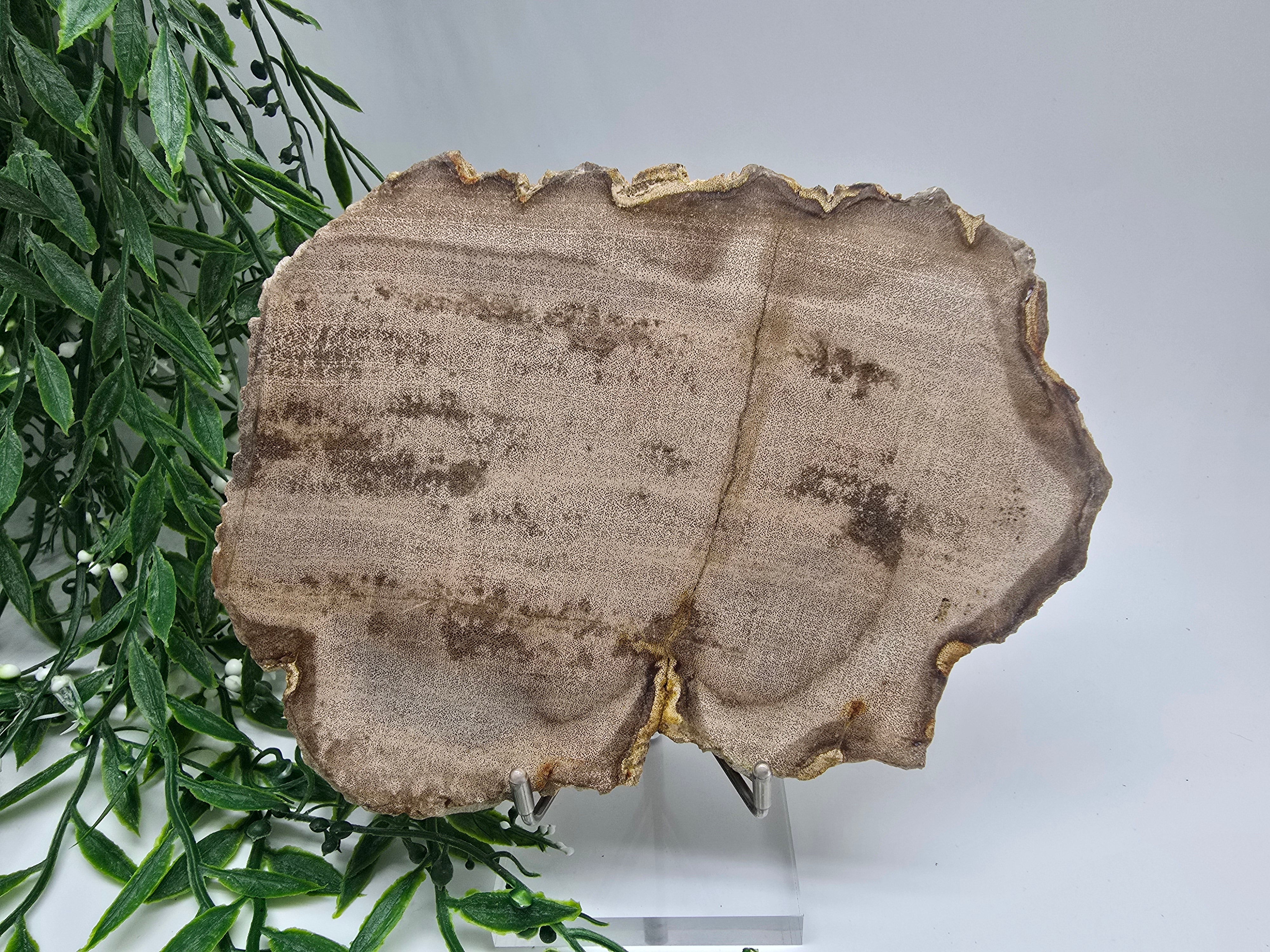 Petrified Wood Display 17x13cm| Ancient Earth Grounding Stone for Stability, Strength & Ancestral Wisdom Crystal Wellness