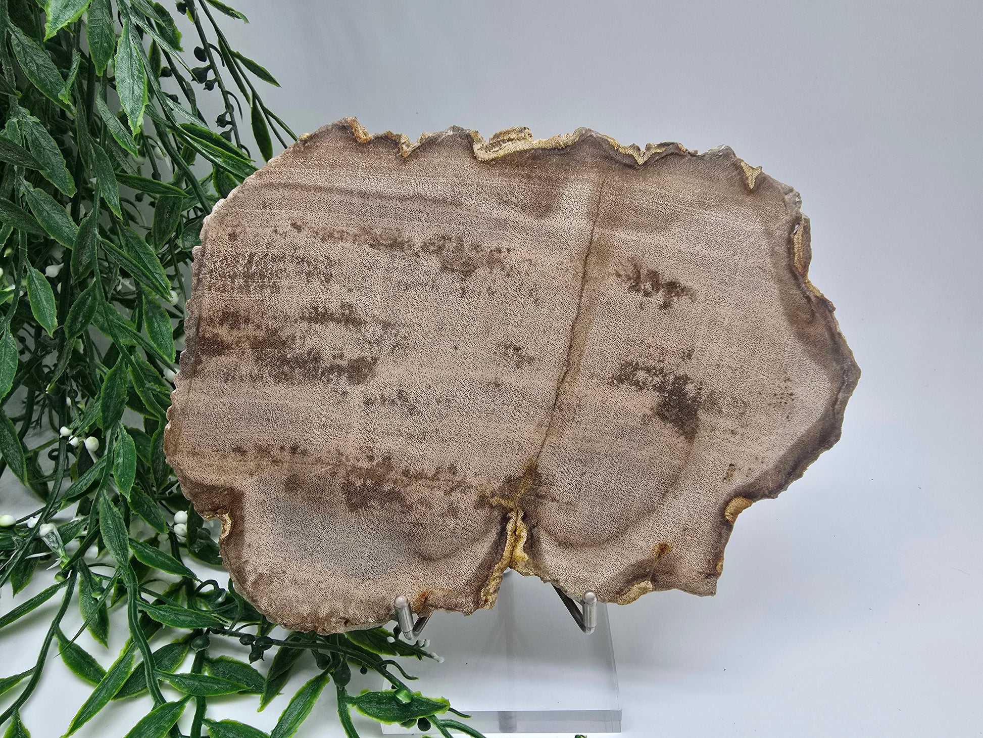 Petrified Wood Display 17x13cm| Ancient Earth Grounding Stone for Stability, Strength & Ancestral Wisdom Crystal Wellness