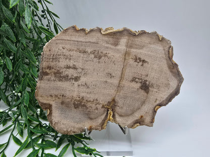 Petrified Wood Display 17x13cm| Ancient Earth Grounding Stone for Stability, Strength & Ancestral Wisdom Crystal Wellness