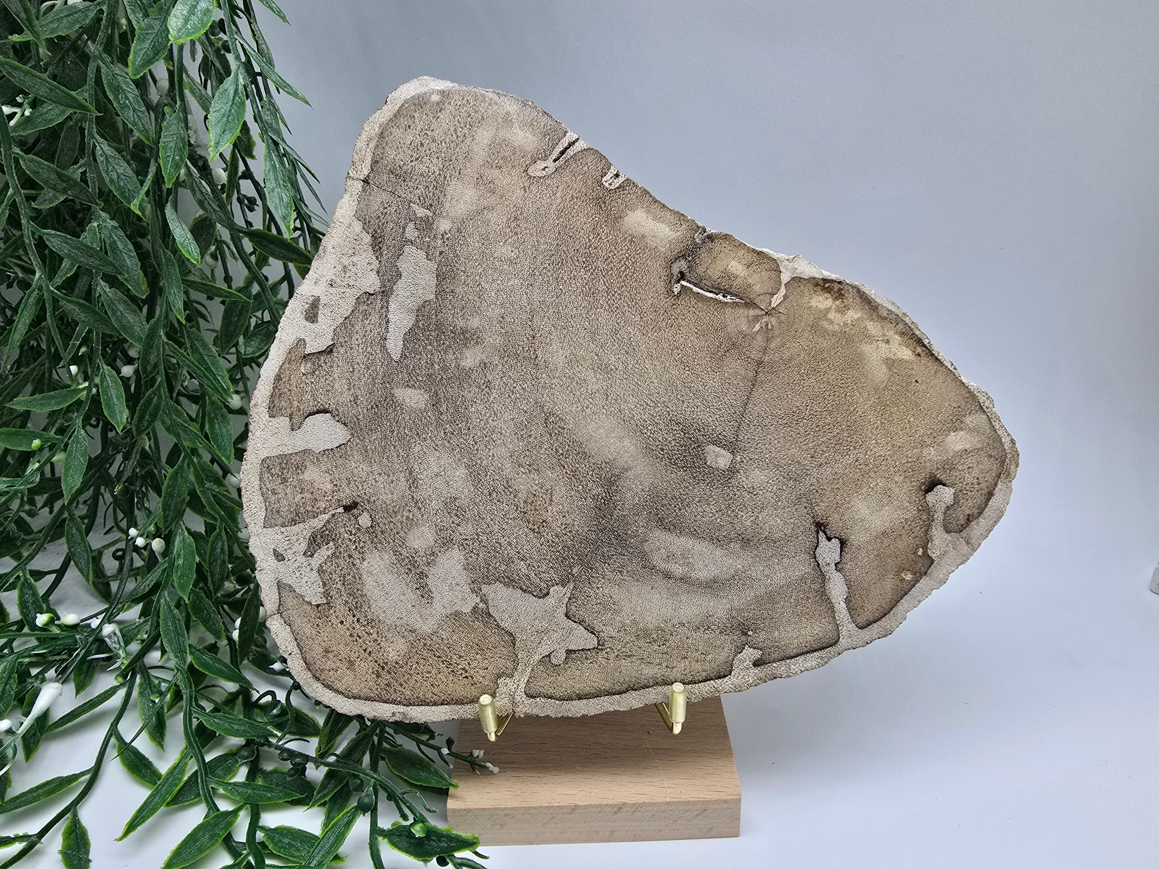 Petrified Wood Display 20x16cm| Ancient Earth Grounding Stone for Stability, Strength & Ancestral Wisdom Crystal Wellness