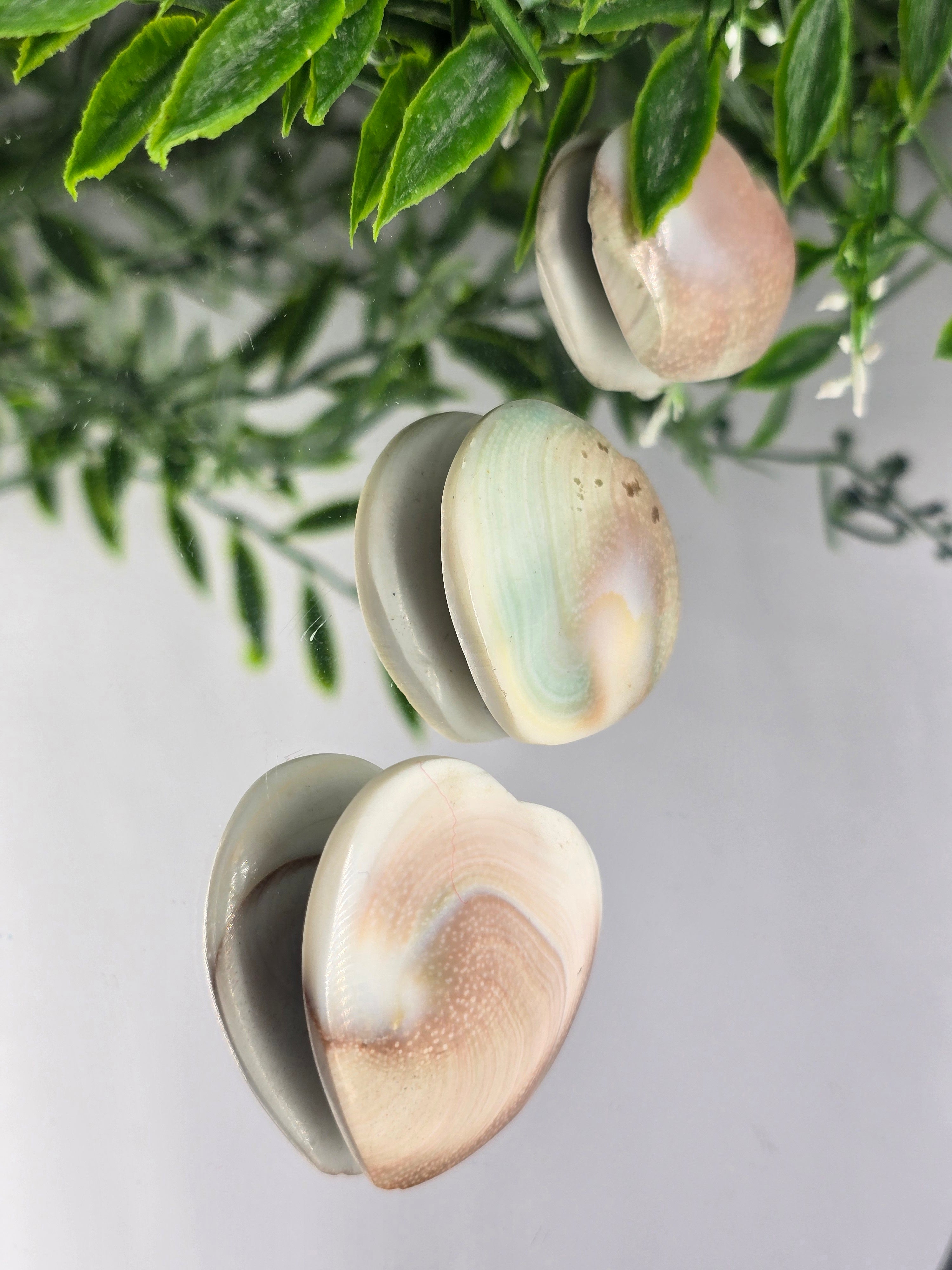 Operculum Crystal Wellness