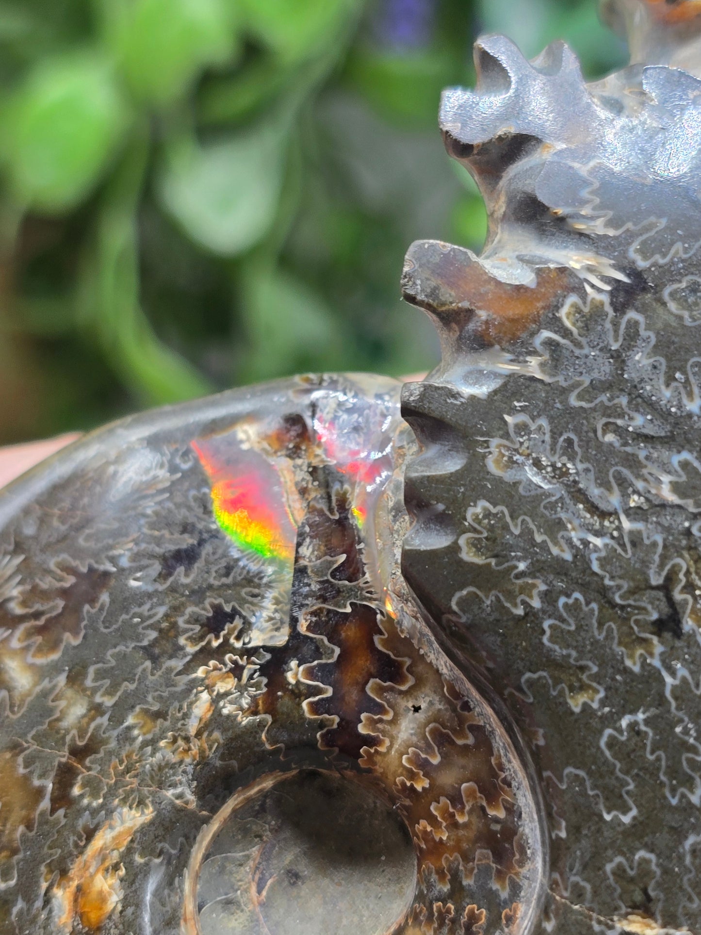 High-Grade Large Iridescent Madagascan Ammonite Fossil — 13cm | 500g | Ancient Spiral Life Crystal Wellness