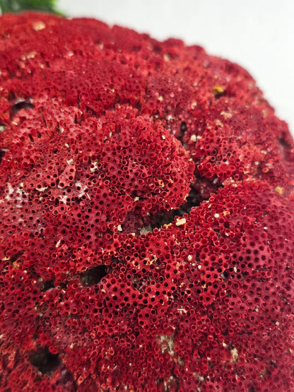 Exquisite Red Coral Specimen 19x14x8cm | 0.7kg – Collector’s Piece of Strength & Vitality Crystal Wellness