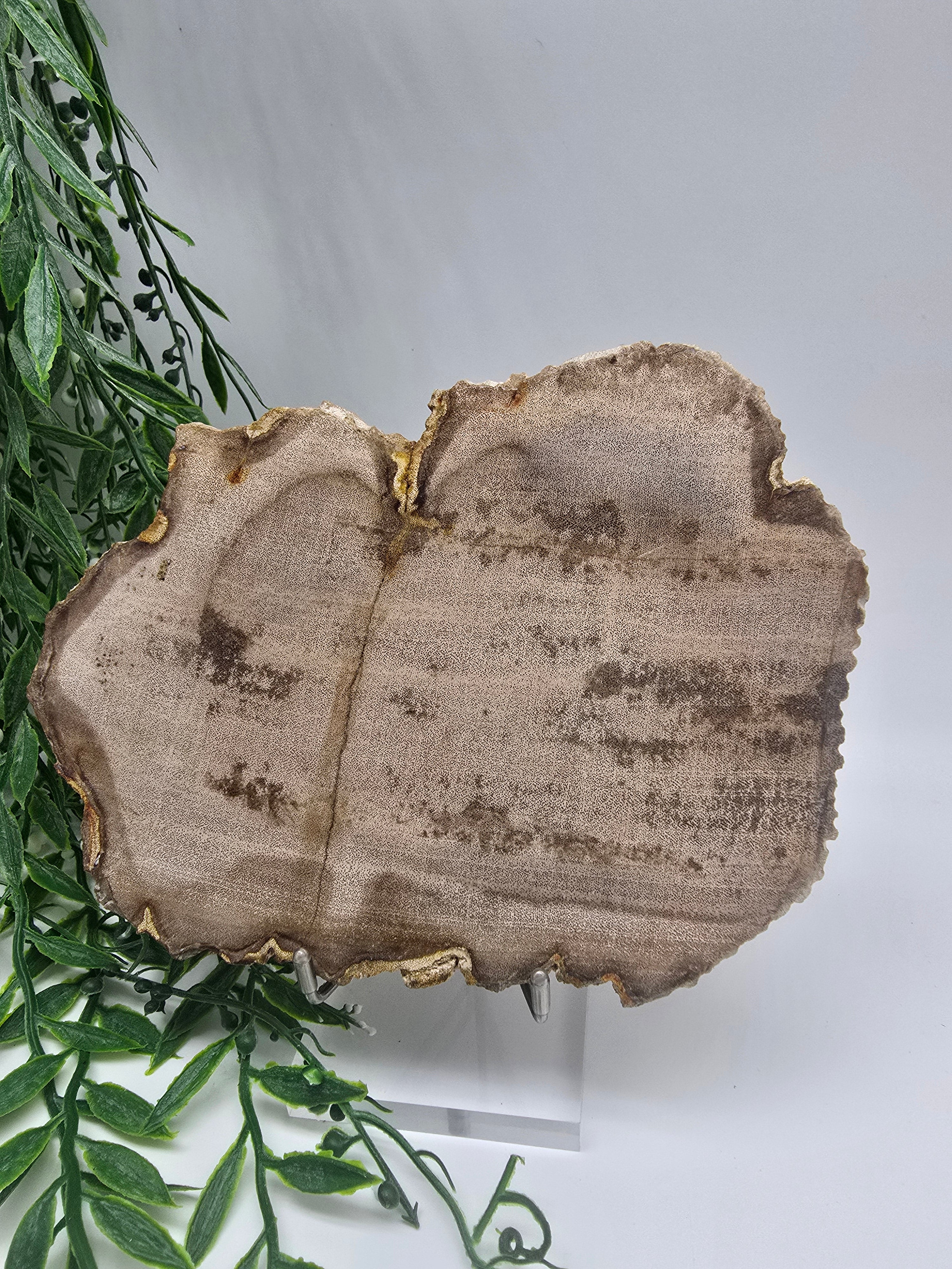 Petrified Wood Display 17x13cm| Ancient Earth Grounding Stone for Stability, Strength & Ancestral Wisdom Crystal Wellness