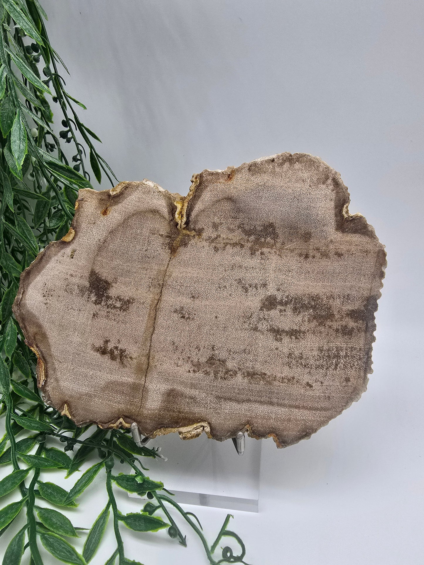 Petrified Wood Display 17x13cm| Ancient Earth Grounding Stone for Stability, Strength & Ancestral Wisdom Crystal Wellness