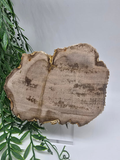 Petrified Wood Display 17x13cm| Ancient Earth Grounding Stone for Stability, Strength & Ancestral Wisdom Crystal Wellness