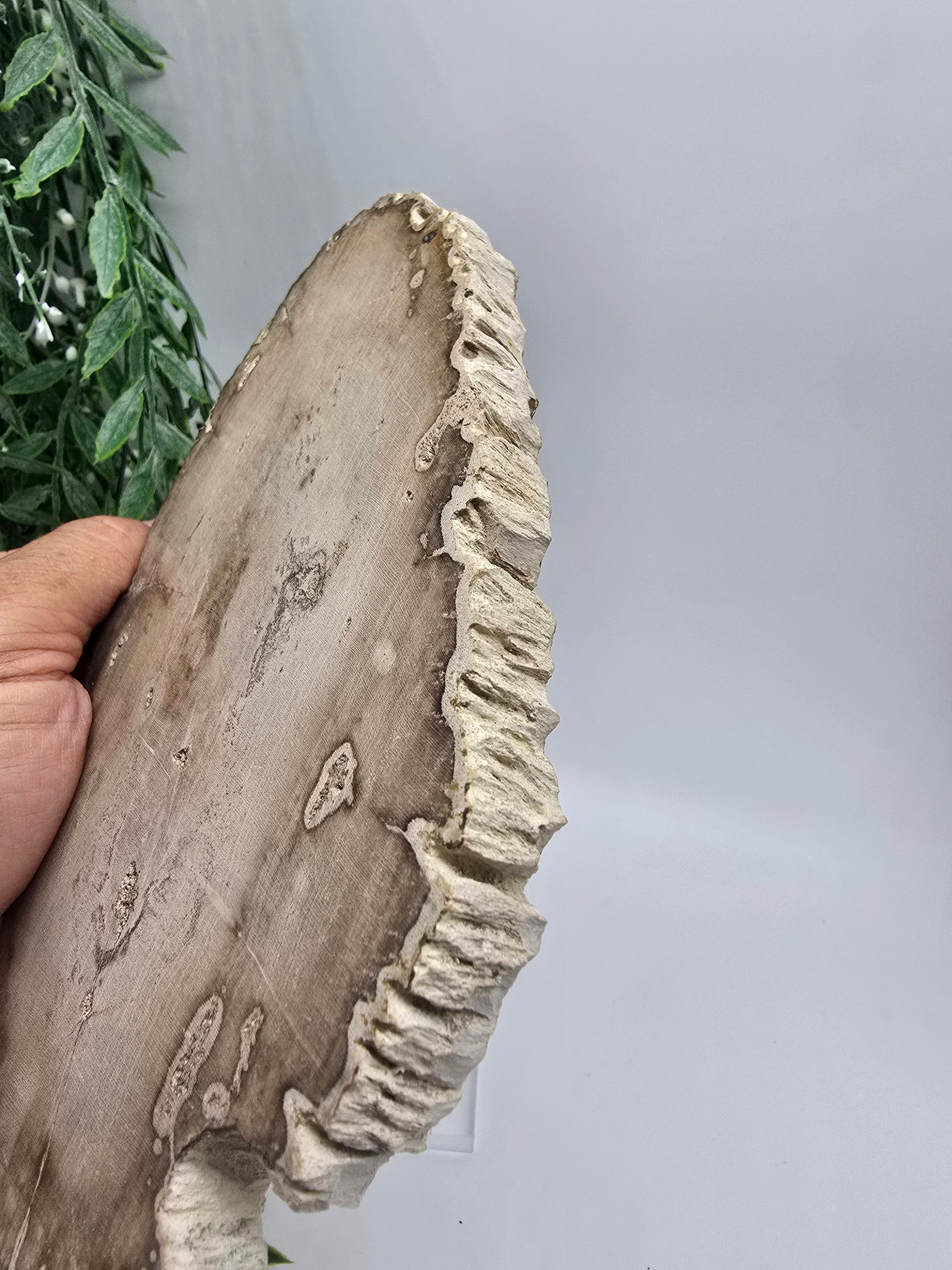 Petrified Wood 19x12cm | Grounding & Stability Crystal for Strength, Protection & Root Chakra Healing Crystal Wellness