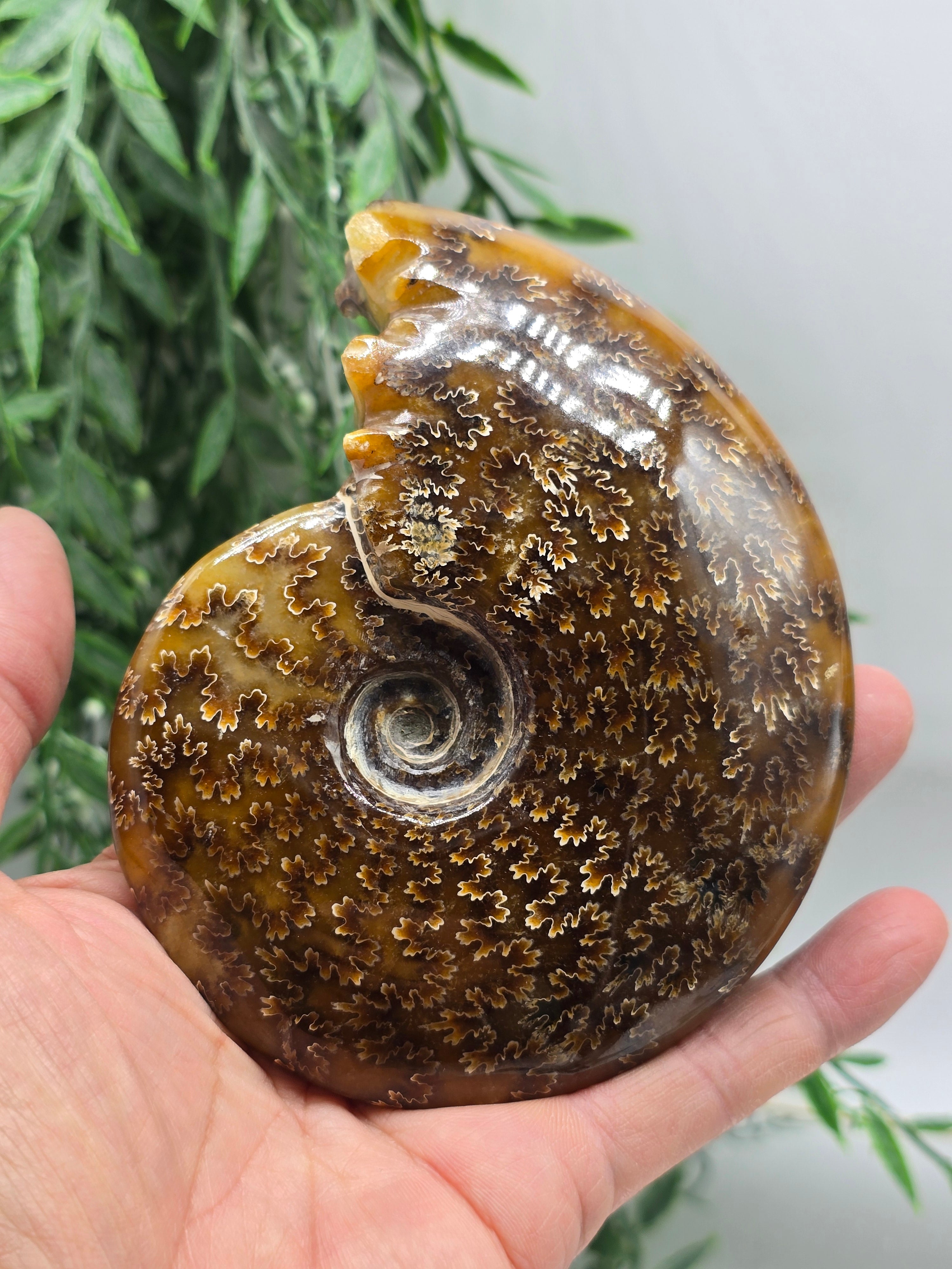 Large Madagascar Ammonite Fossil 13cm - 3 (Ancient Wisdom & Transformation) Crystal Wellness