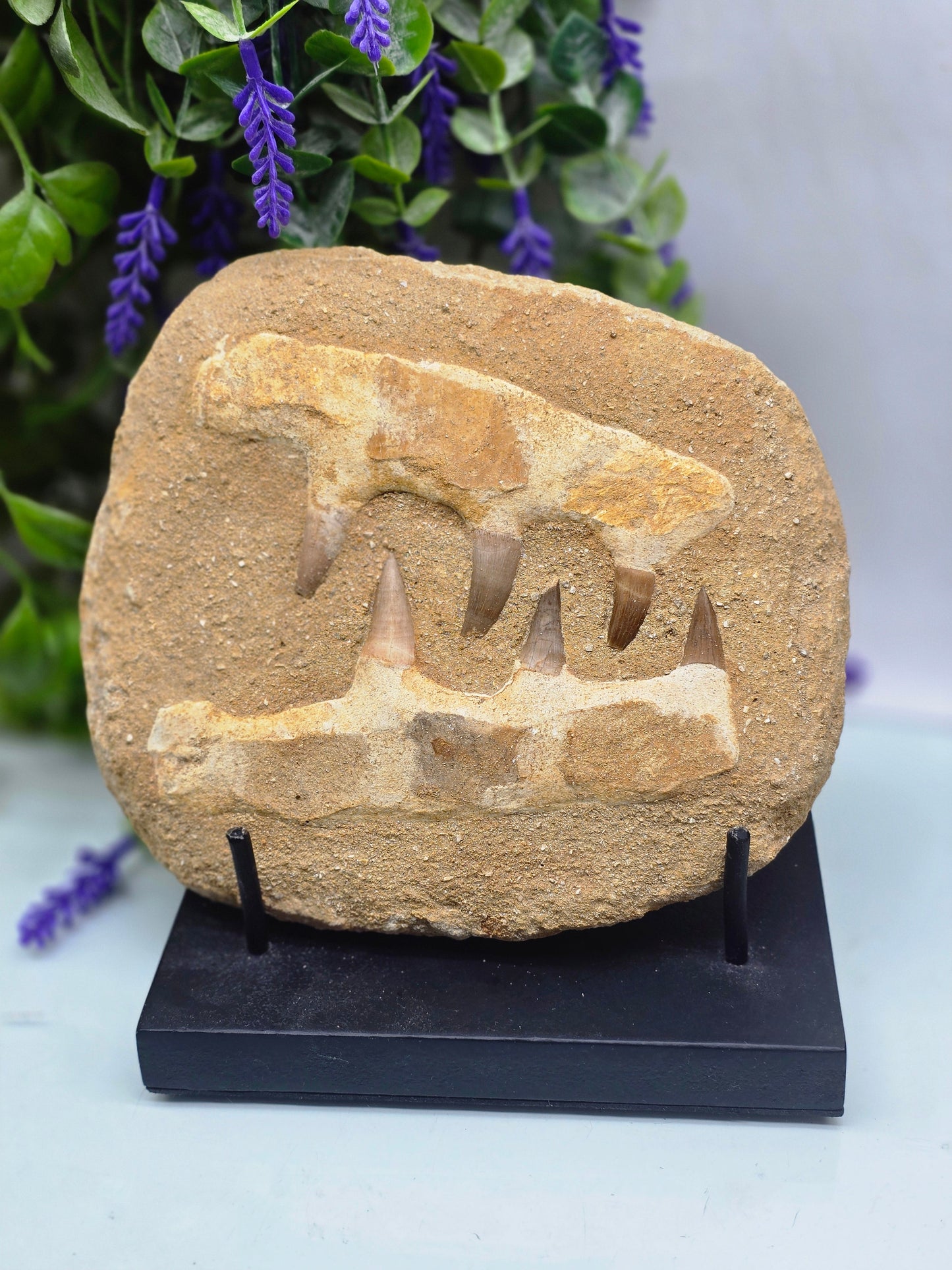 🦖 Moroccan Mosasaur Fossil Jaw — Ancient Marine Predator
1.2 kg | 18 × 16 × 4 cm | Morocco Crystal Wellness