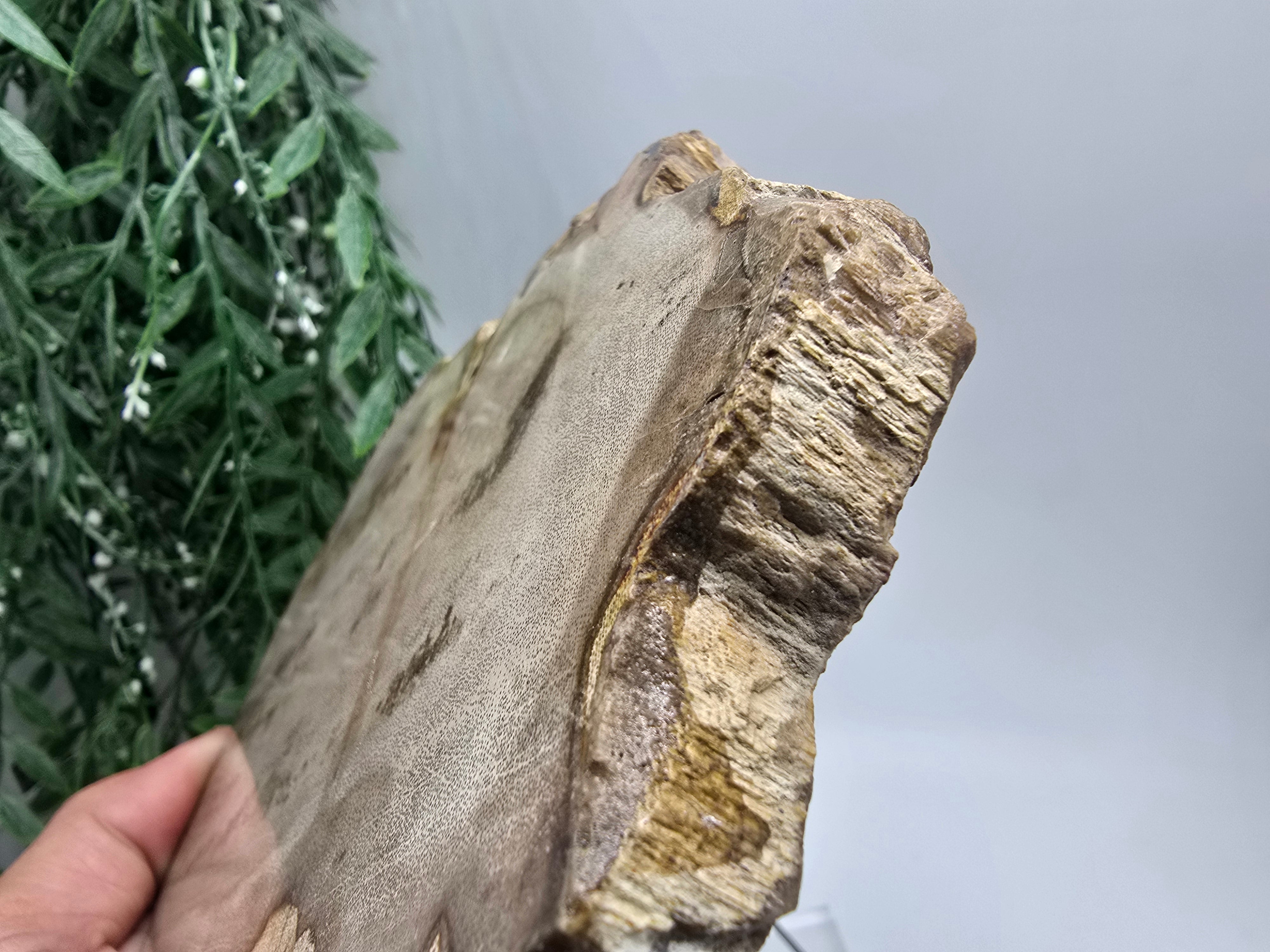 Petrified Wood Display 17x13cm| Ancient Earth Grounding Stone for Stability, Strength & Ancestral Wisdom Crystal Wellness