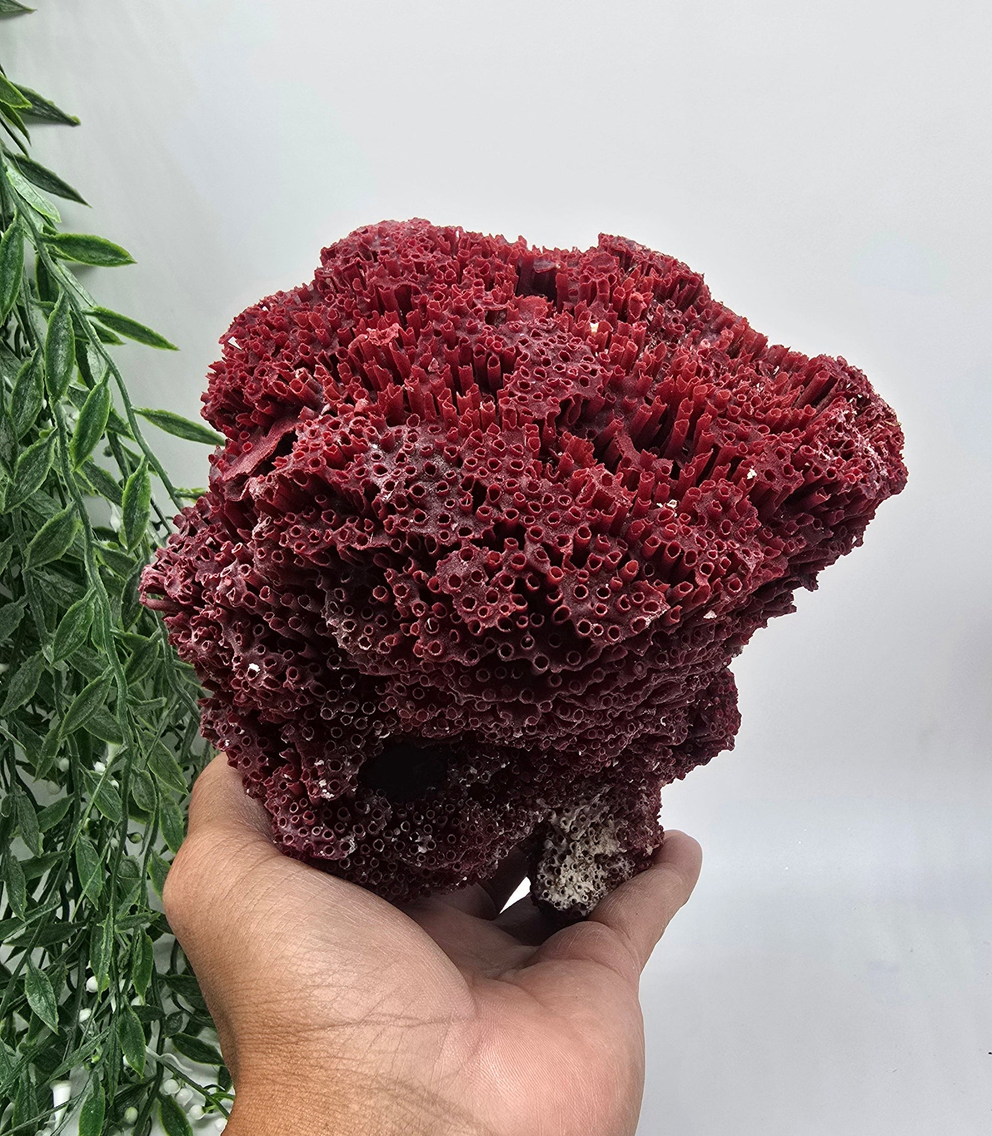 Exquisite Red Coral Specimen 20x16x12cm | 0.7kg – Collector’s Piece of Strength & Vitality Crystal Wellness