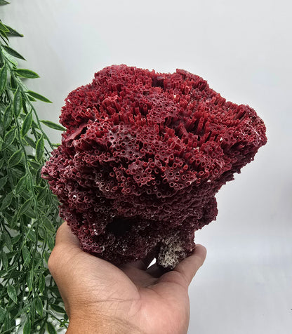 Exquisite Red Coral Specimen 20x16x12cm | 0.7kg – Collector’s Piece of Strength & Vitality Crystal Wellness