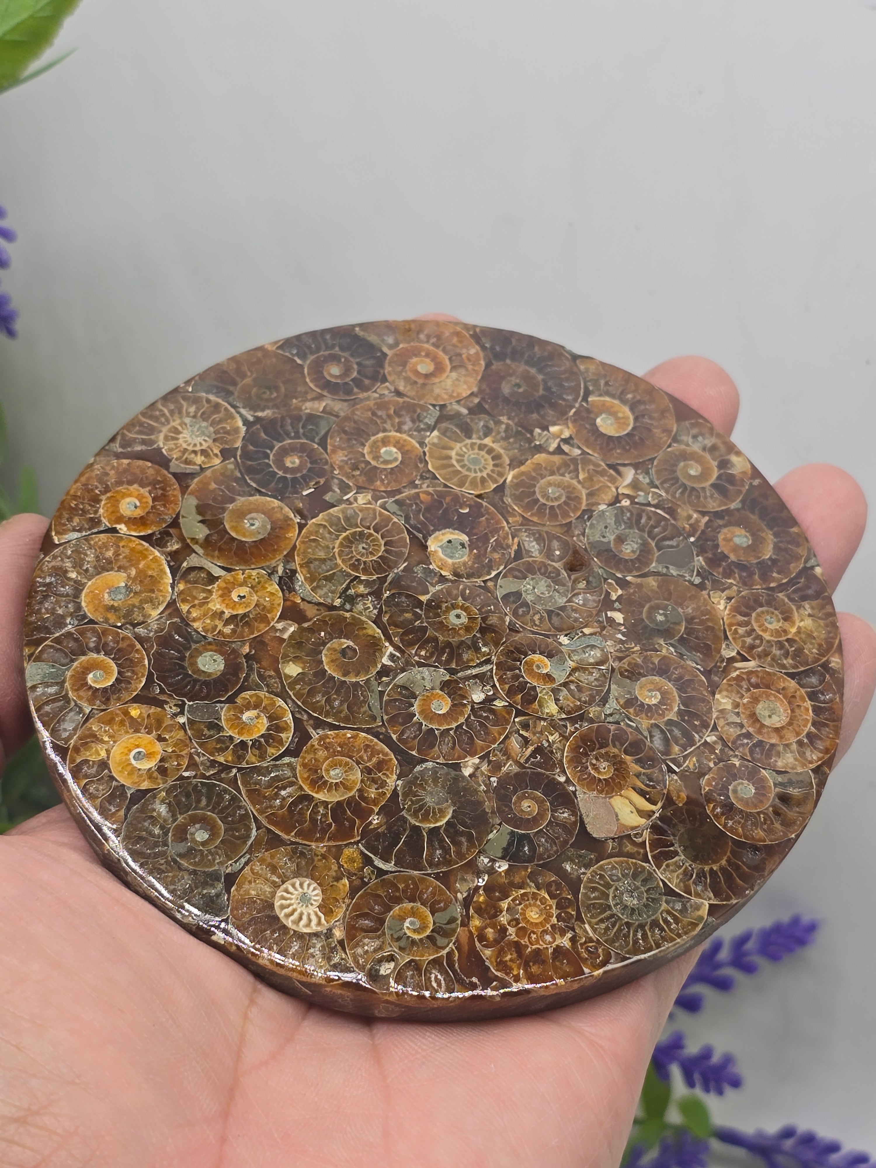 Premium Madagascan Ammonite Fossil Disc – Sacred Spiral of Protection & Ancient Wisdom | 11 cm Crystal Wellness