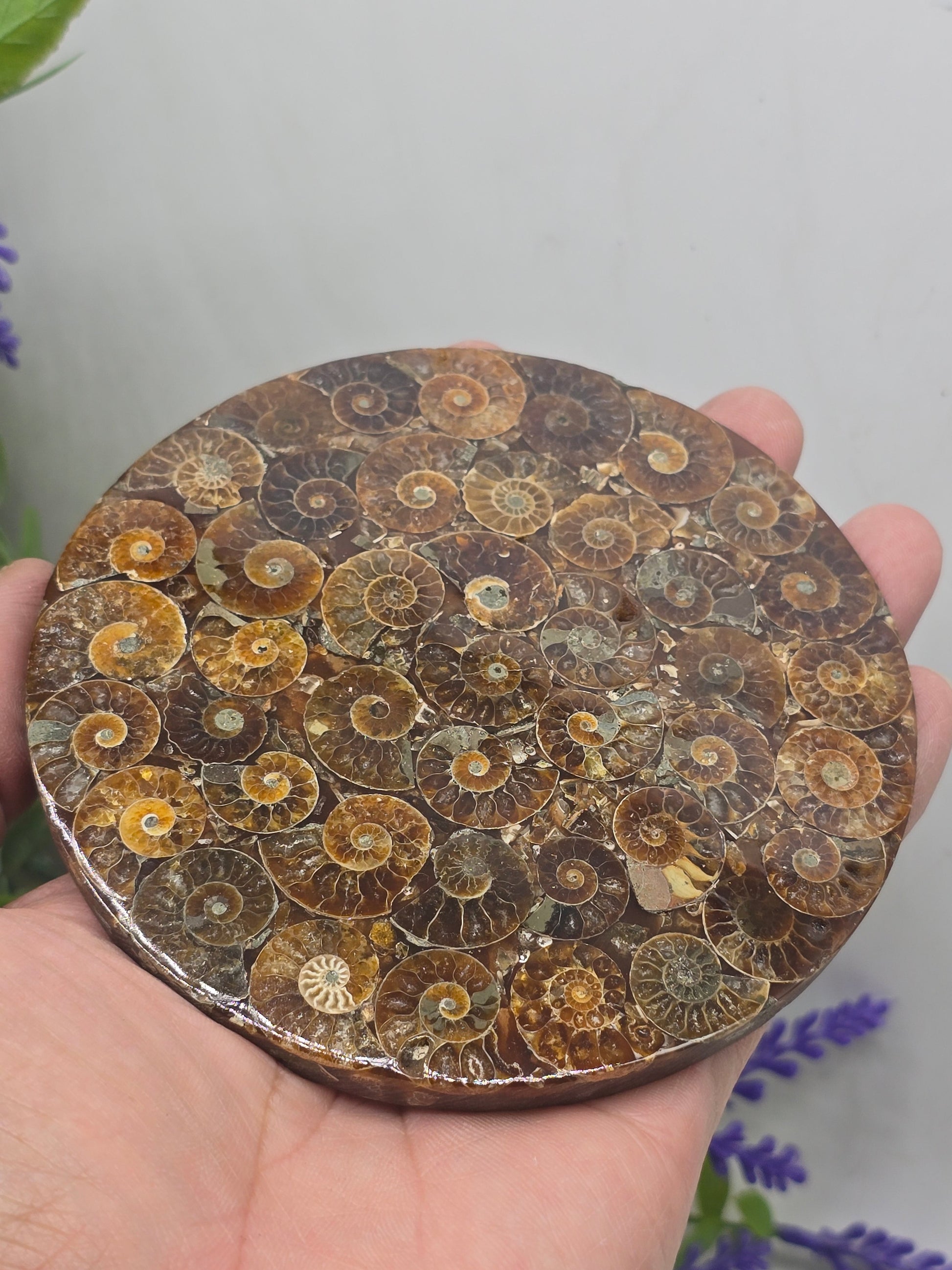 Premium Madagascan Ammonite Fossil Disc – Sacred Spiral of Protection & Ancient Wisdom | 11 cm Crystal Wellness
