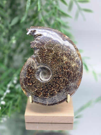 Large Madagascar Ammonite Fossil 13cm - 2 (Ancient Wisdom & Transformation) Crystal Wellness