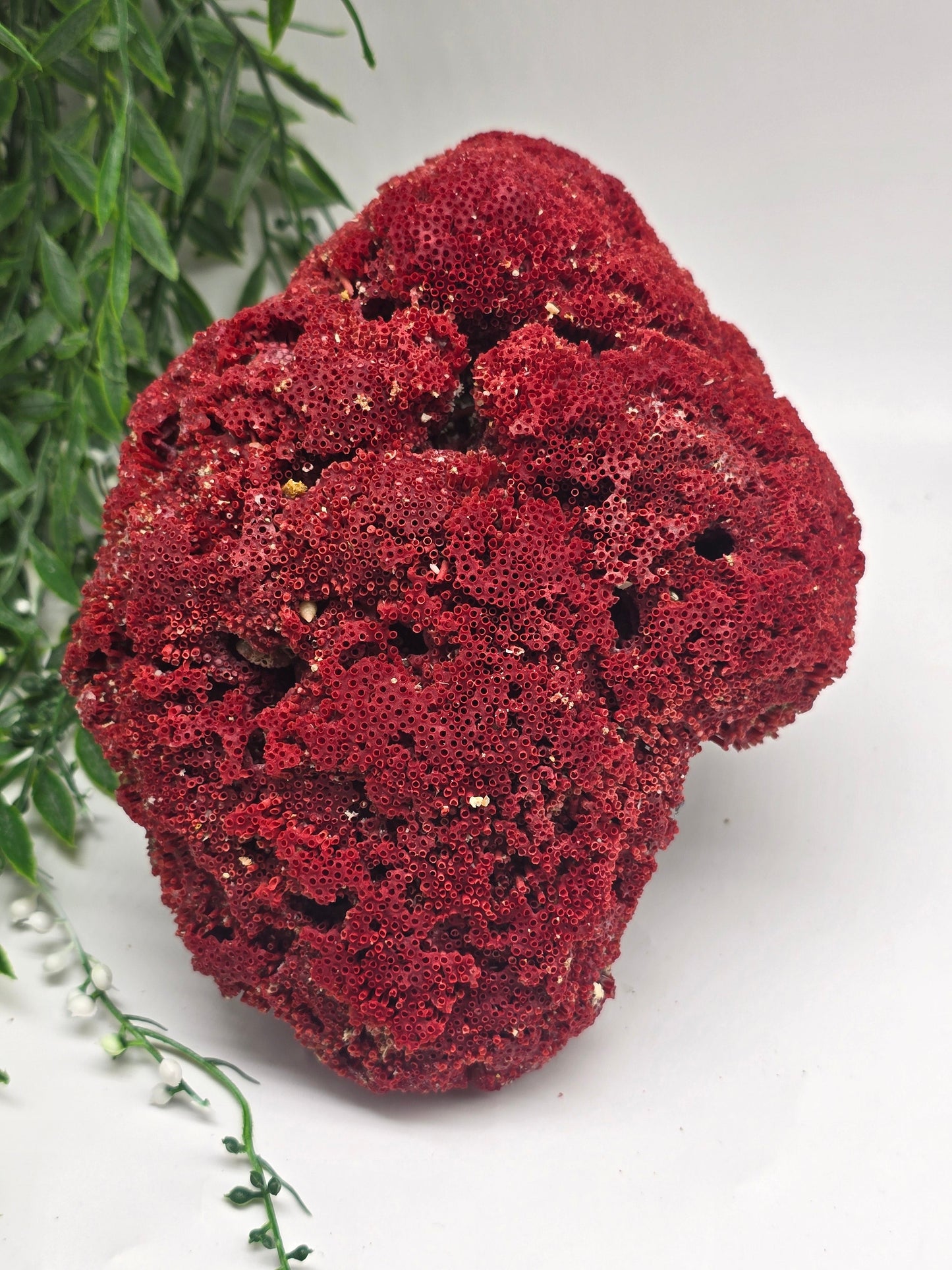 Exquisite Red Coral Specimen 19x14x8cm | 0.7kg – Collector’s Piece of Strength & Vitality Crystal Wellness