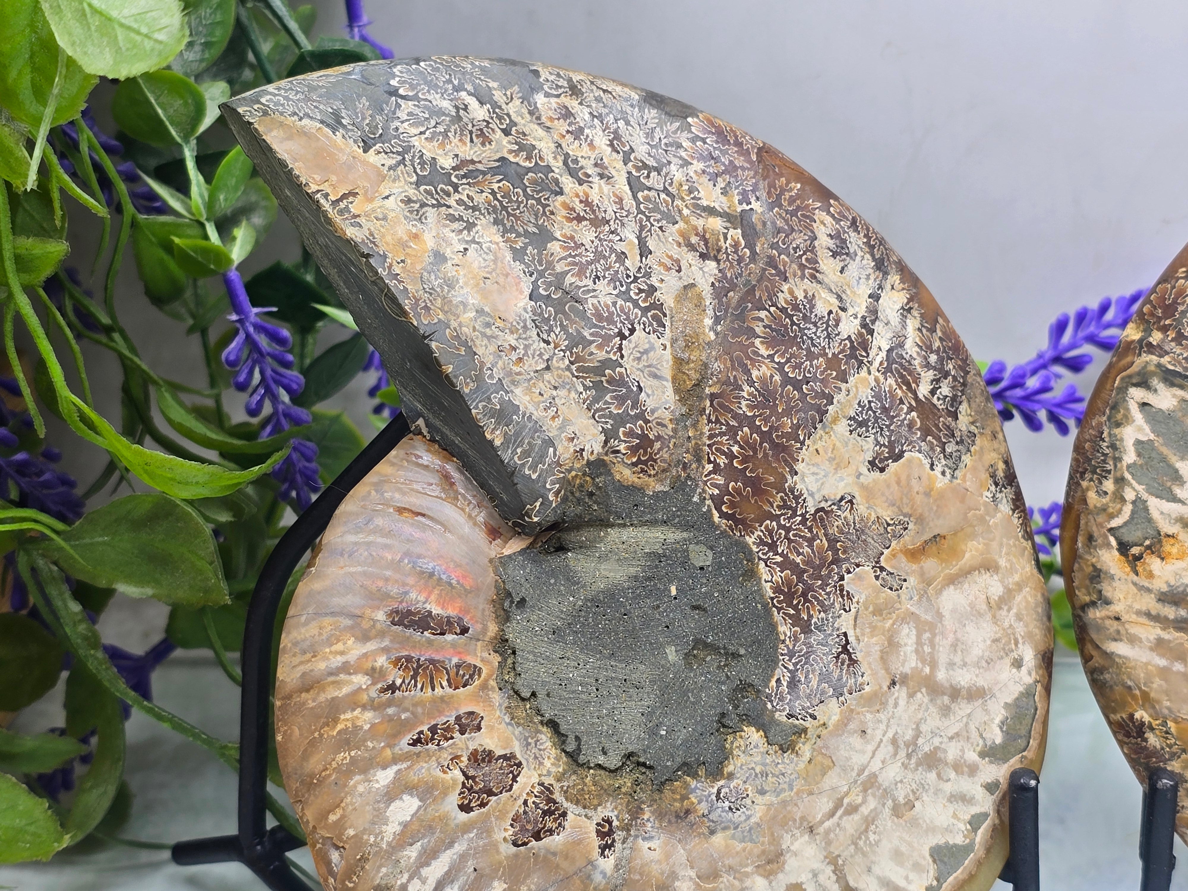 Premium Madagascan Ammonite Fossil Pair – Sacred Spiral of Ancient Wisdom, Protection & Evolution | 16.5 x 14 cm Crystal Wellness