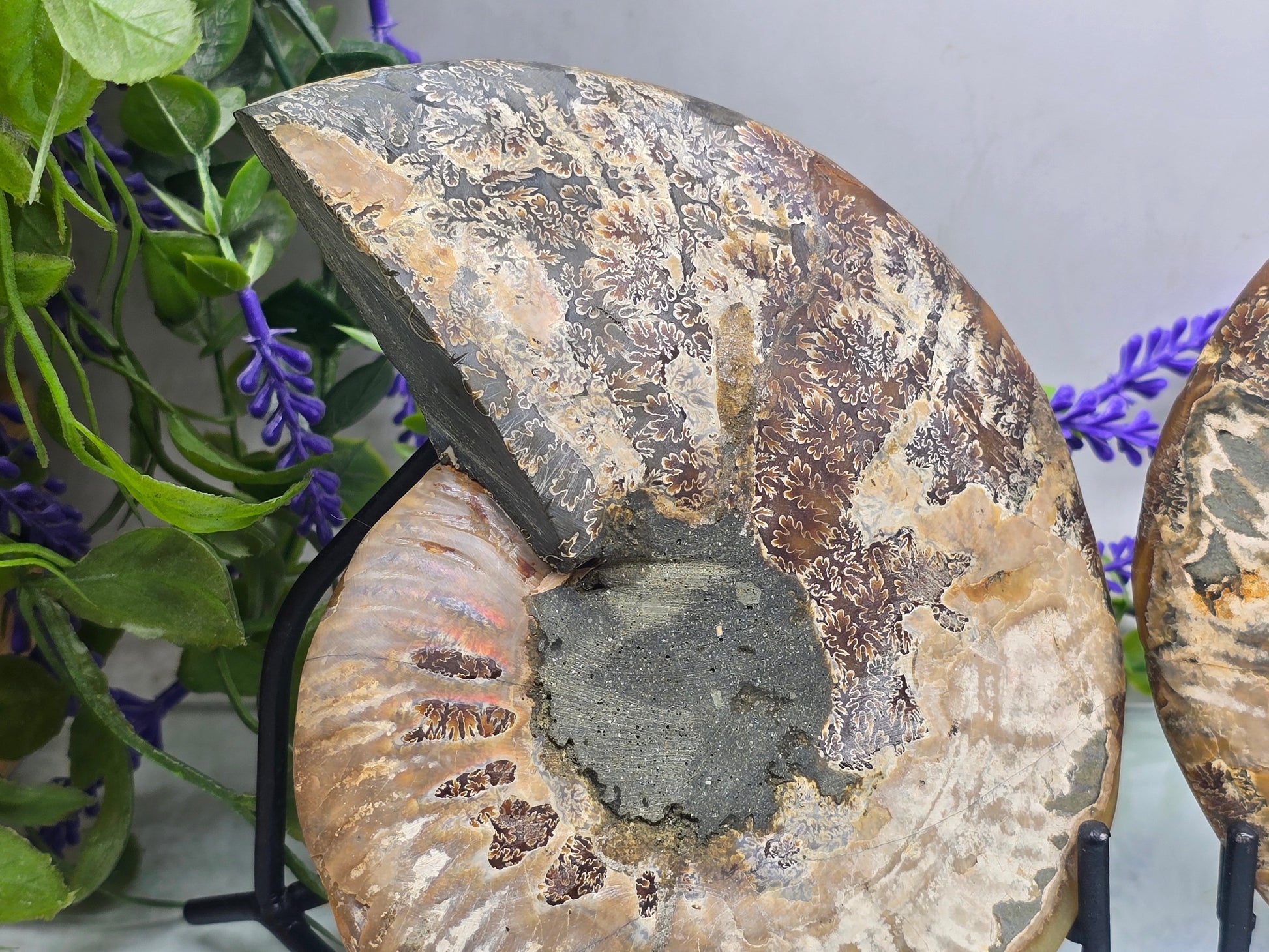 Premium Madagascan Ammonite Fossil Pair – Sacred Spiral of Ancient Wisdom, Protection & Evolution | 16.5 x 14 cm Crystal Wellness