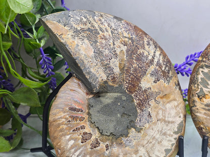 Premium Madagascan Ammonite Fossil Pair – Sacred Spiral of Ancient Wisdom, Protection & Evolution | 16.5 x 14 cm Crystal Wellness