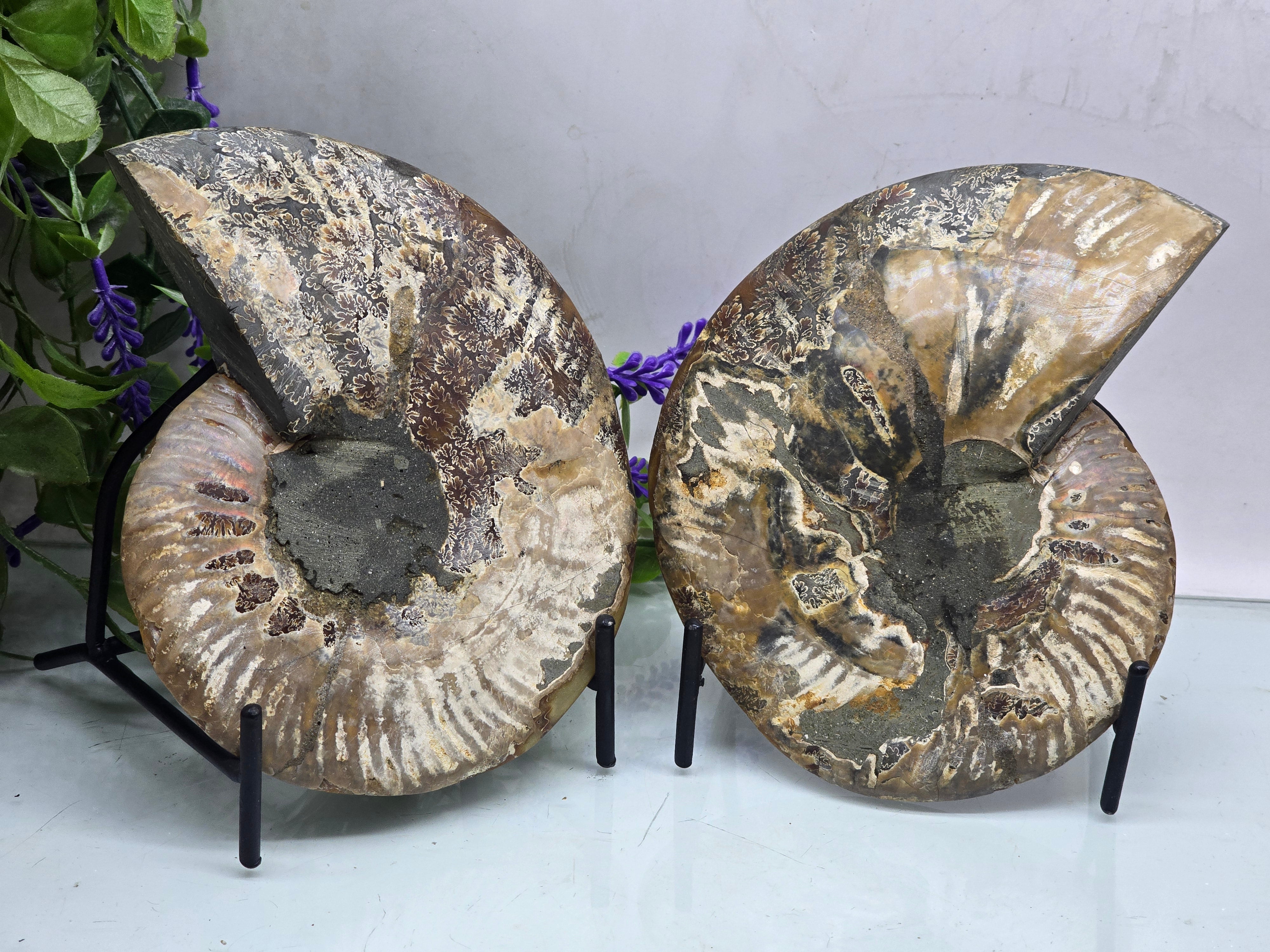 Premium Madagascan Ammonite Fossil Pair – Sacred Spiral of Ancient Wisdom, Protection & Evolution | 16.5 x 14 cm Crystal Wellness