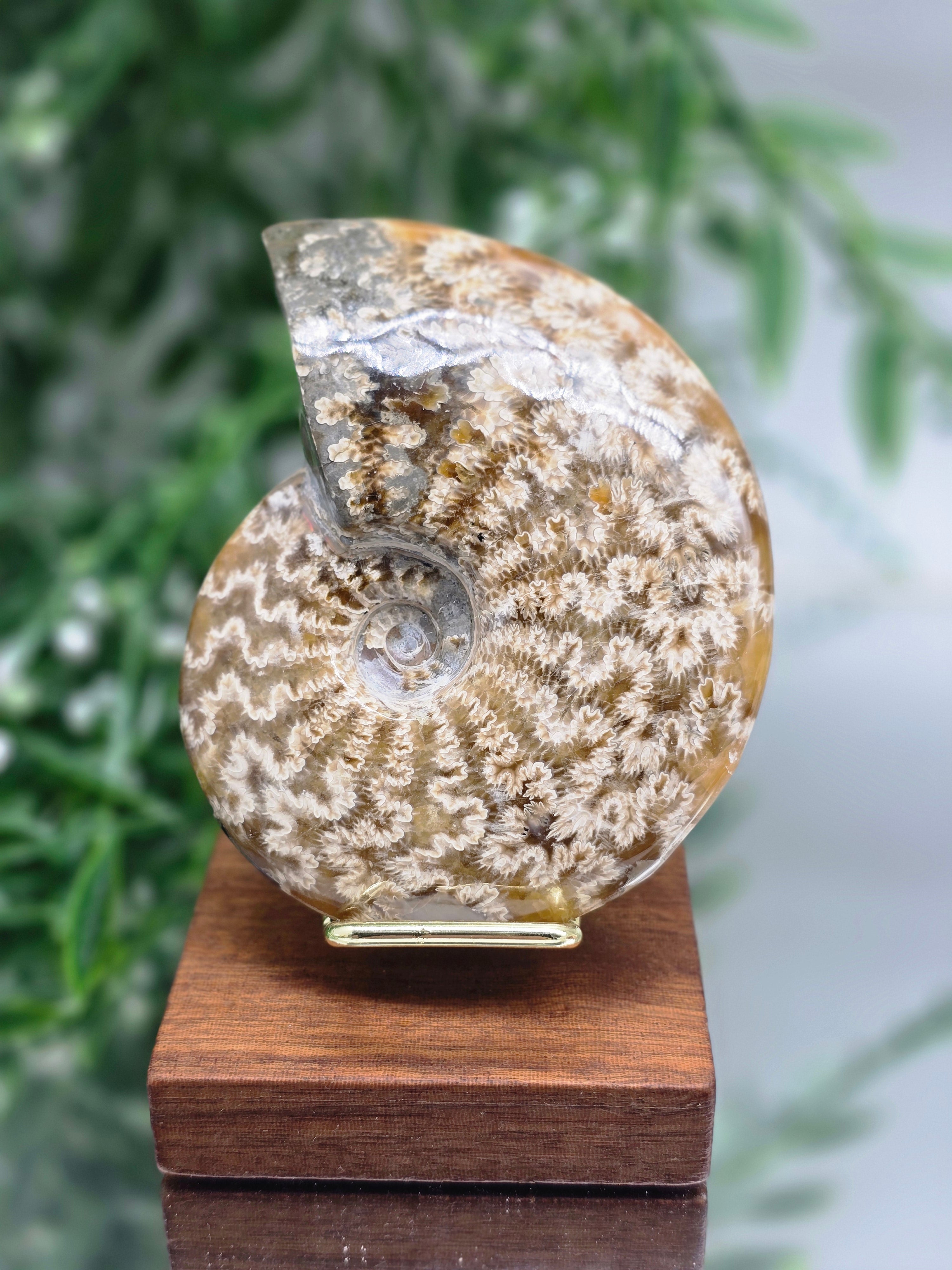 Large Polished Madagascar Ammonite Fossil 9.5cm - 2 (Ancient Wisdom & Transformation) Crystal Wellness