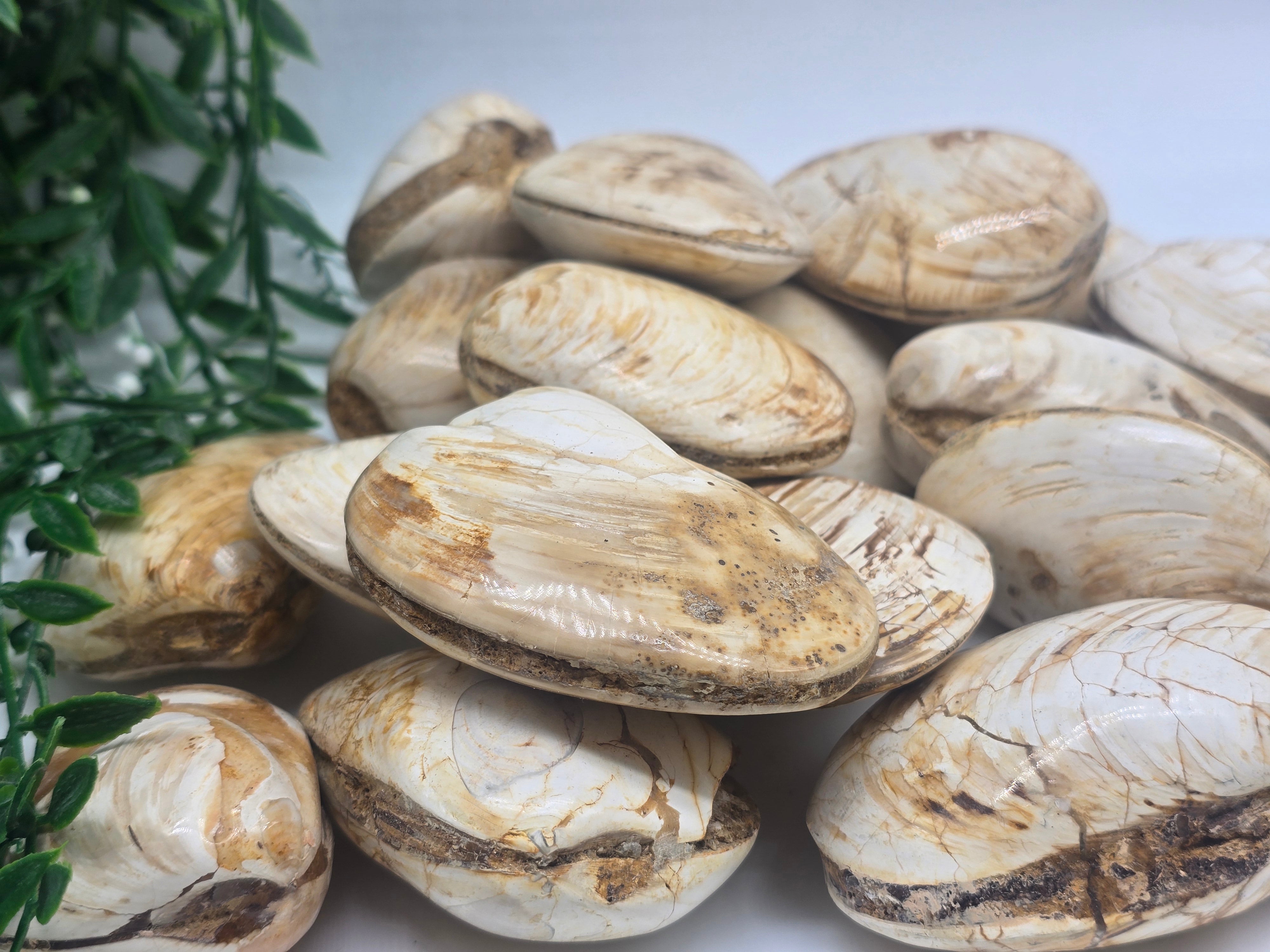 Polished Madagascar Fossilised Clam – Ancient Ocean Treasure from Millions of Years Ago Crystal Wellness