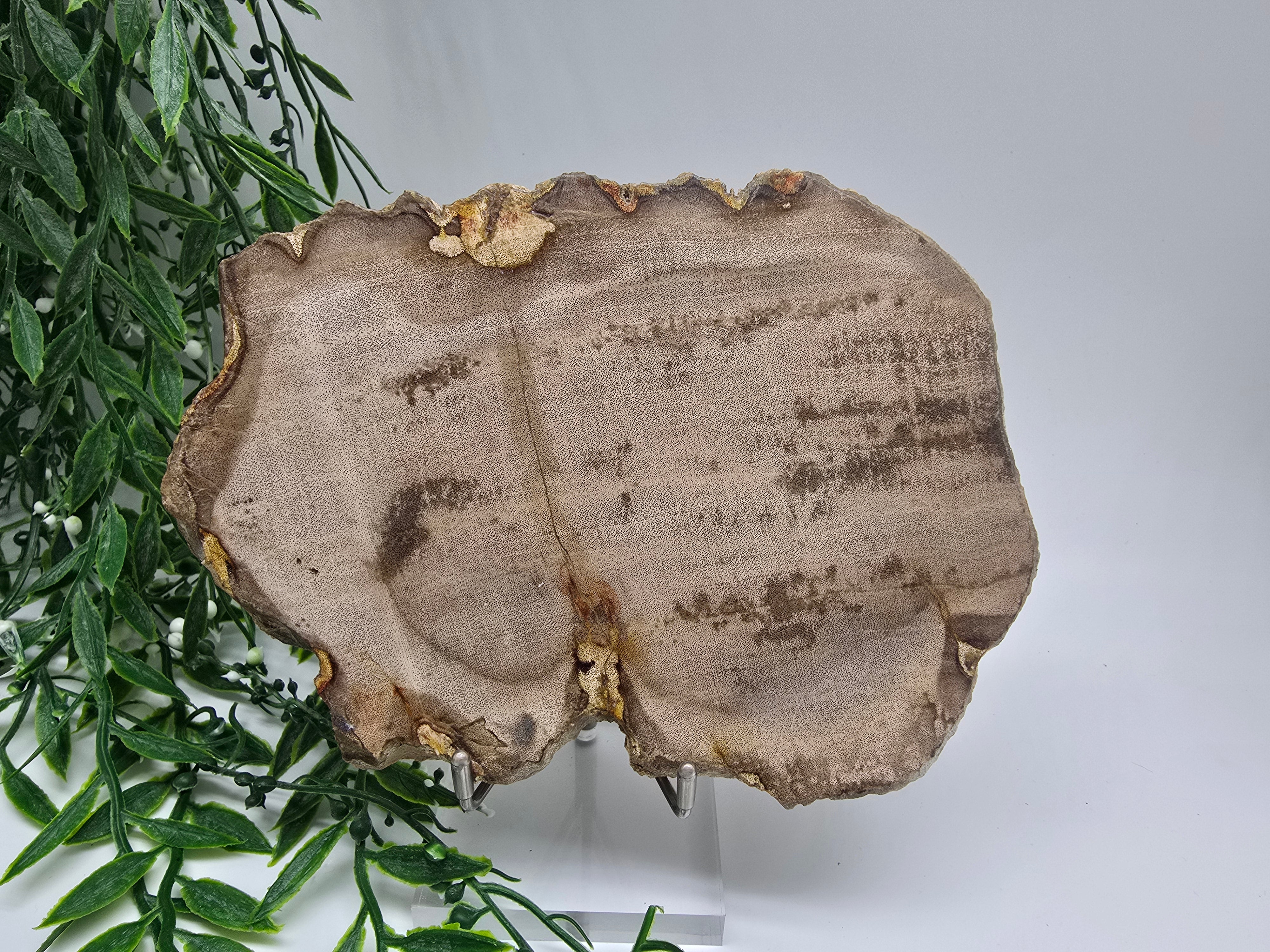 Petrified Wood Display 17x13cm| Ancient Earth Grounding Stone for Stability, Strength & Ancestral Wisdom Crystal Wellness