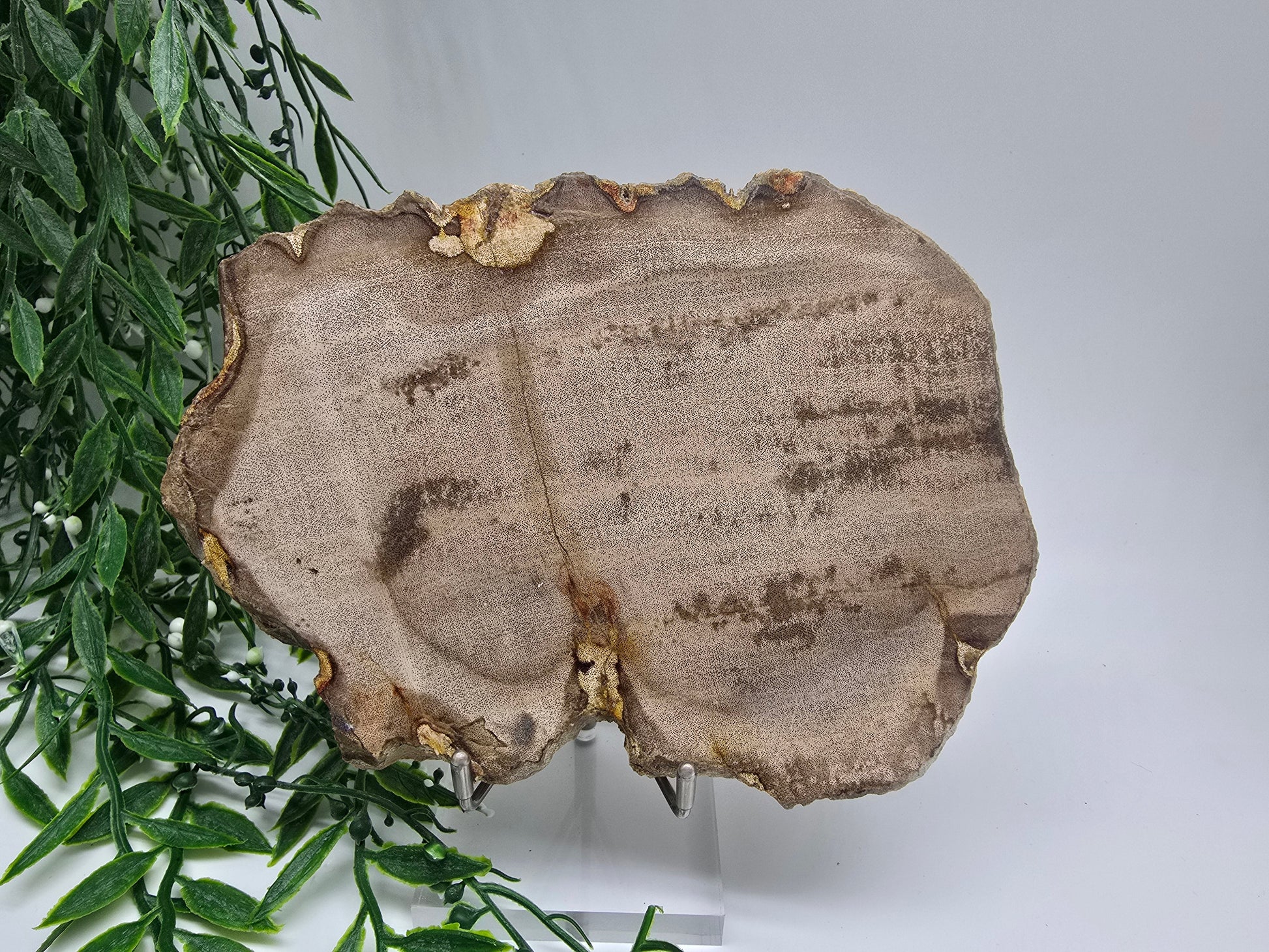 Petrified Wood Display 17x13cm| Ancient Earth Grounding Stone for Stability, Strength & Ancestral Wisdom Crystal Wellness