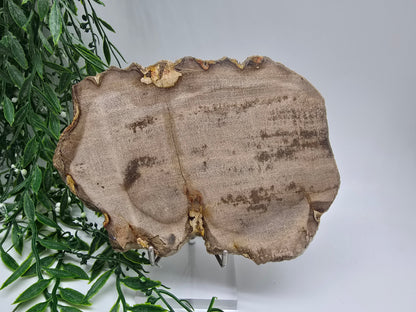 Petrified Wood Display 17x13cm| Ancient Earth Grounding Stone for Stability, Strength & Ancestral Wisdom Crystal Wellness