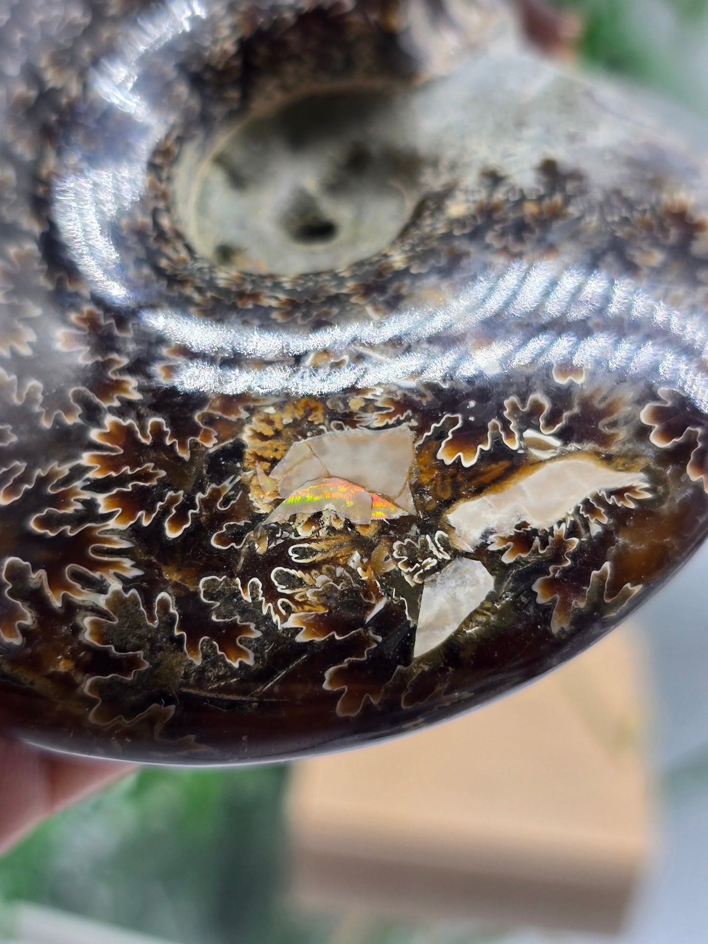 Large Iridescent Madagascan Ammonite Fossil 12cm - IR1 (Ancient Life & Evolution) Crystal Wellness