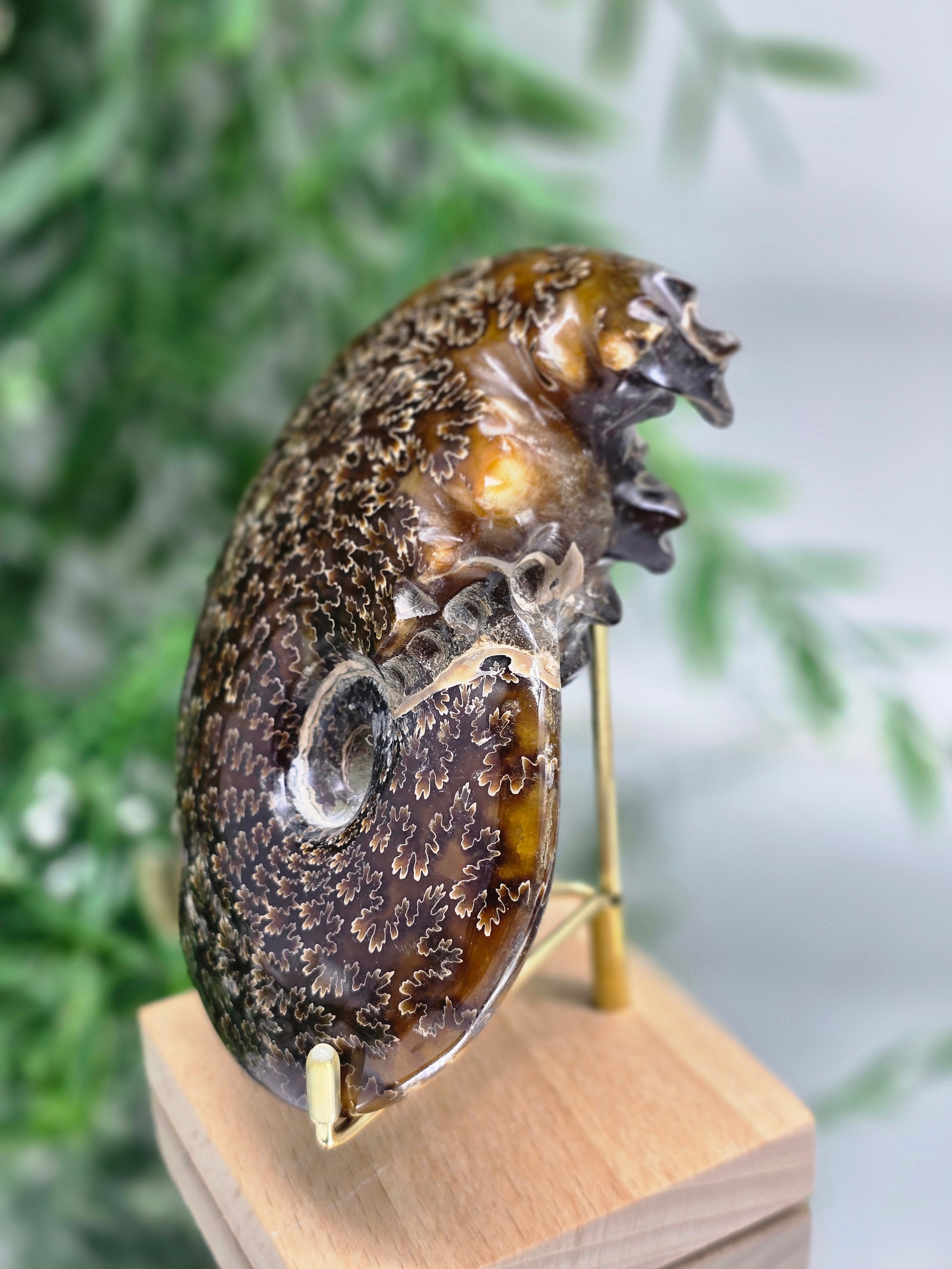 Large Madagascar Ammonite Fossil 13cm - 2 (Ancient Wisdom & Transformation) Crystal Wellness