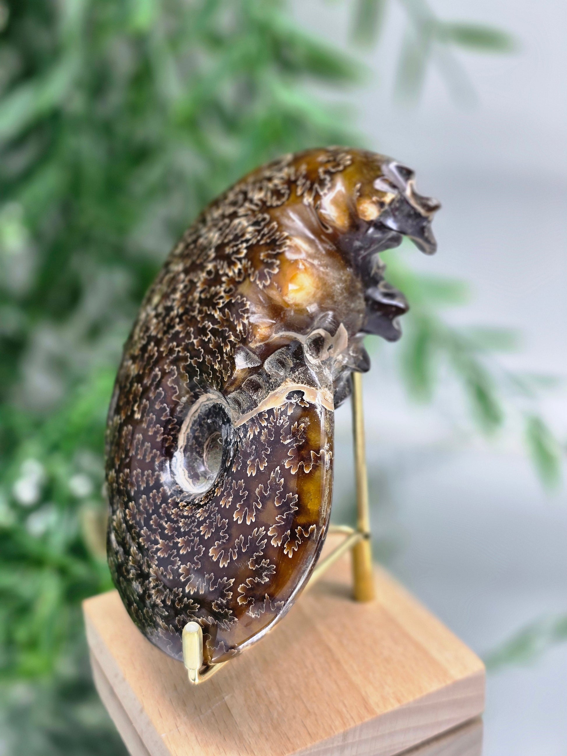 Large Madagascar Ammonite Fossil 13cm - 2 (Ancient Wisdom & Transformation) Crystal Wellness