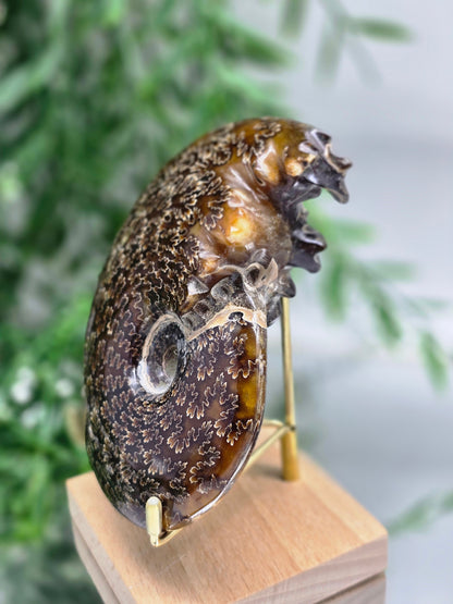 Large Madagascar Ammonite Fossil 13cm - 2 (Ancient Wisdom & Transformation) Crystal Wellness