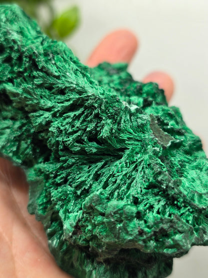 Fibrous Malachite Specimen 415g (Stone of Deep Transformation & Protection)
