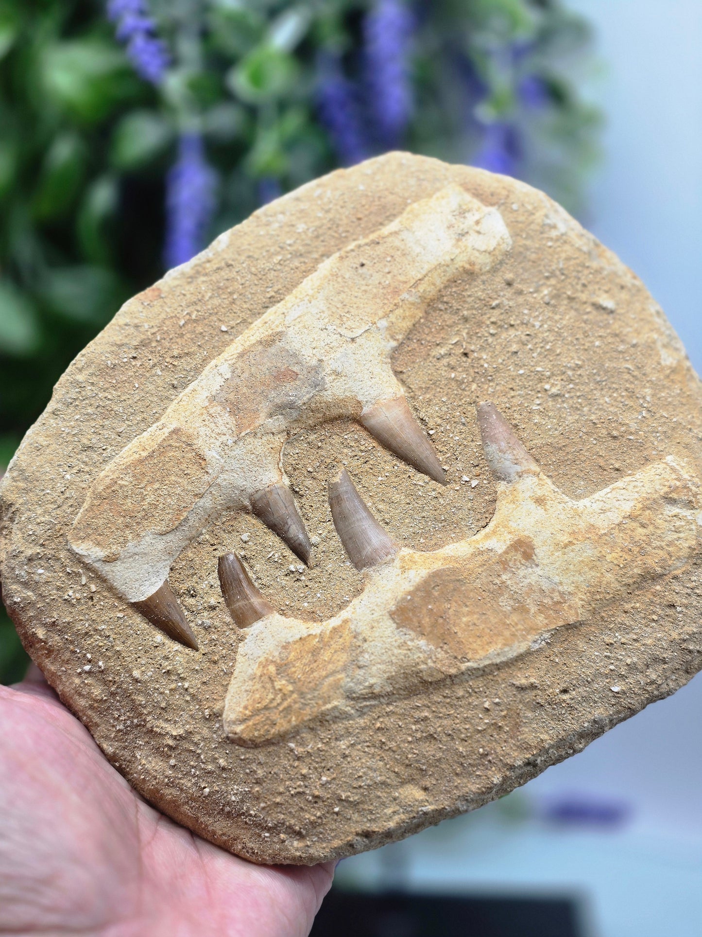 🦖 Moroccan Mosasaur Fossil Jaw — Ancient Marine Predator
1.2 kg | 18 × 16 × 4 cm | Morocco Crystal Wellness