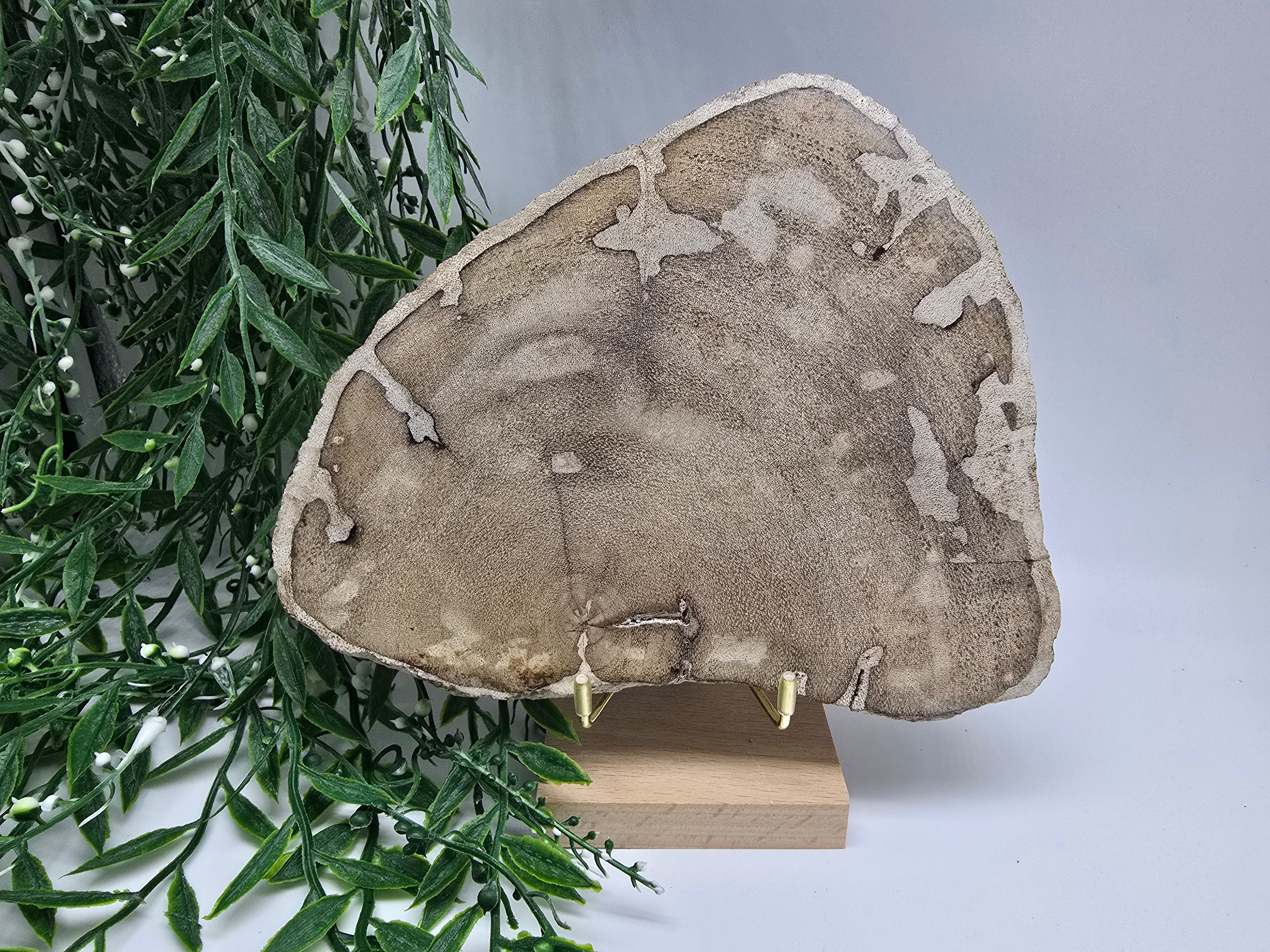 Petrified Wood Display 20x16cm| Ancient Earth Grounding Stone for Stability, Strength & Ancestral Wisdom Crystal Wellness
