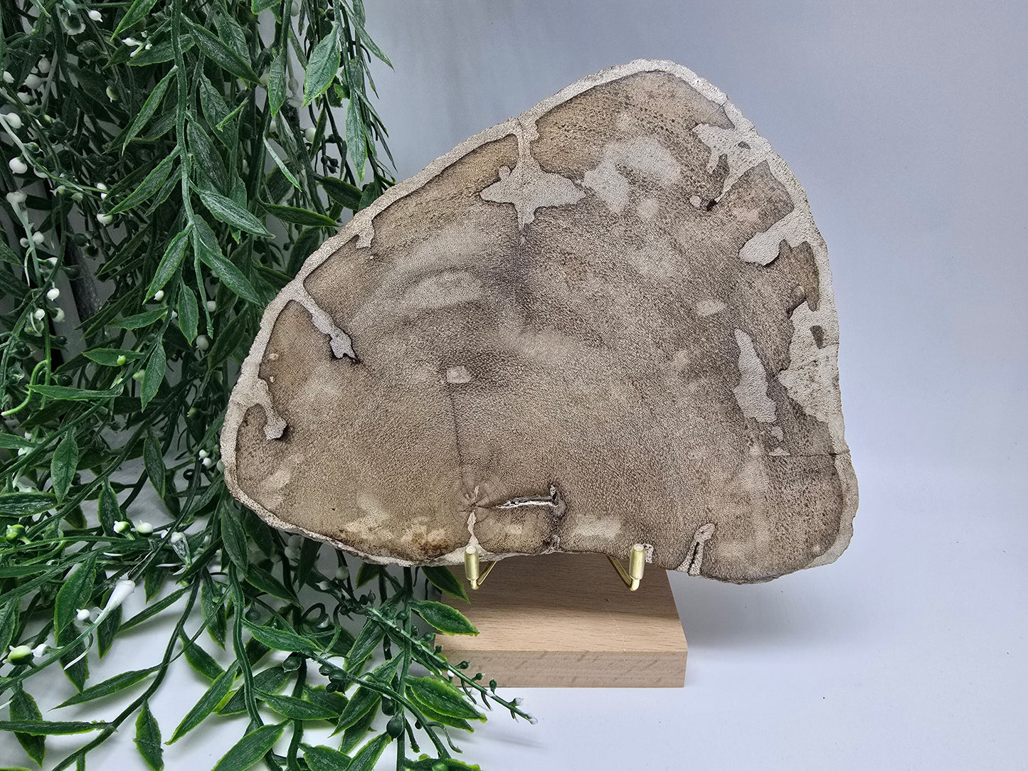 Petrified Wood Display 20x16cm| Ancient Earth Grounding Stone for Stability, Strength & Ancestral Wisdom Crystal Wellness