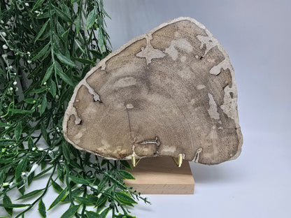 Petrified Wood Display 20x16cm| Ancient Earth Grounding Stone for Stability, Strength & Ancestral Wisdom Crystal Wellness
