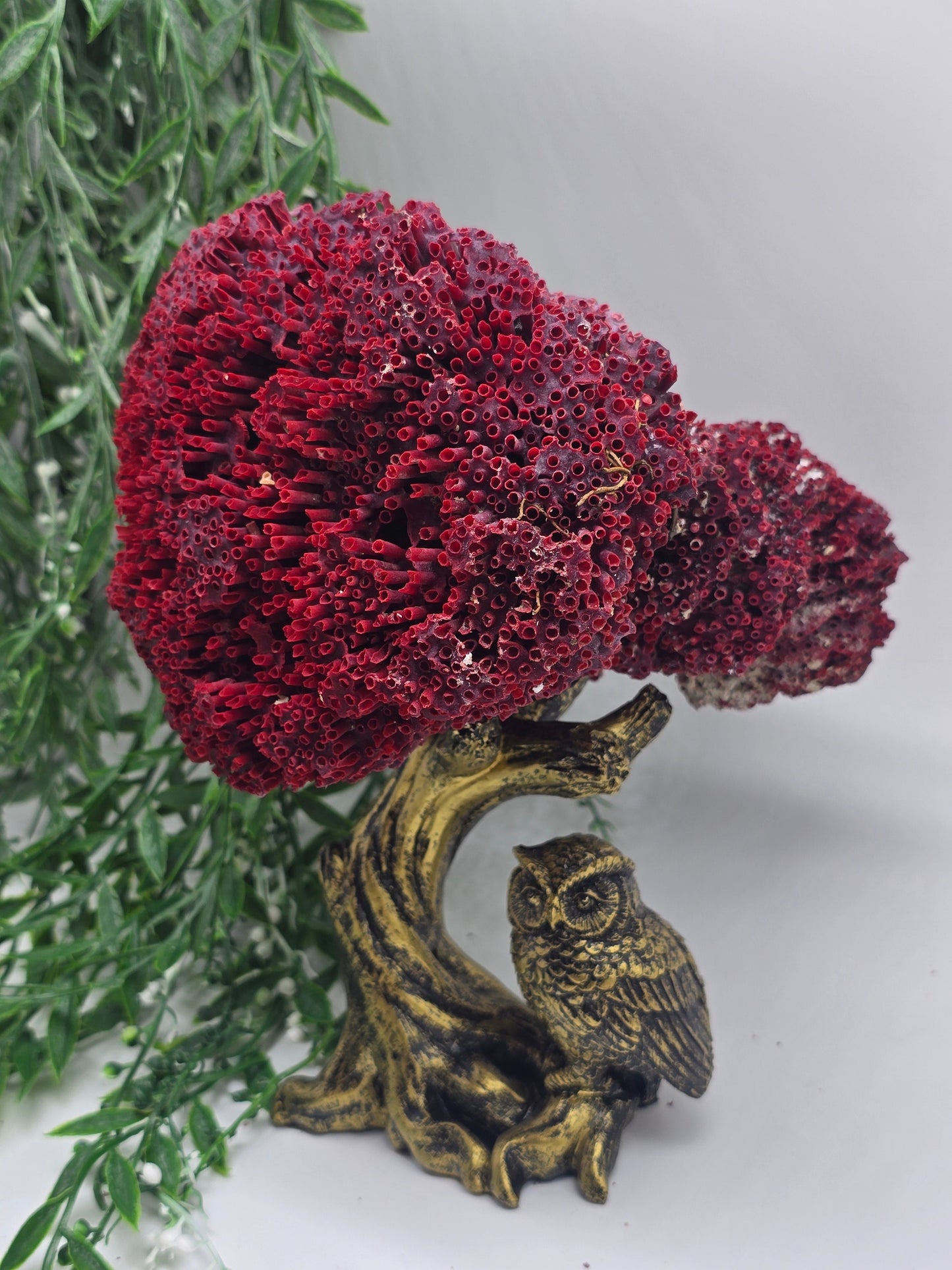 Exquisite Red Coral Specimen 20x16x12cm | 0.7kg – Collector’s Piece of Strength & Vitality Crystal Wellness