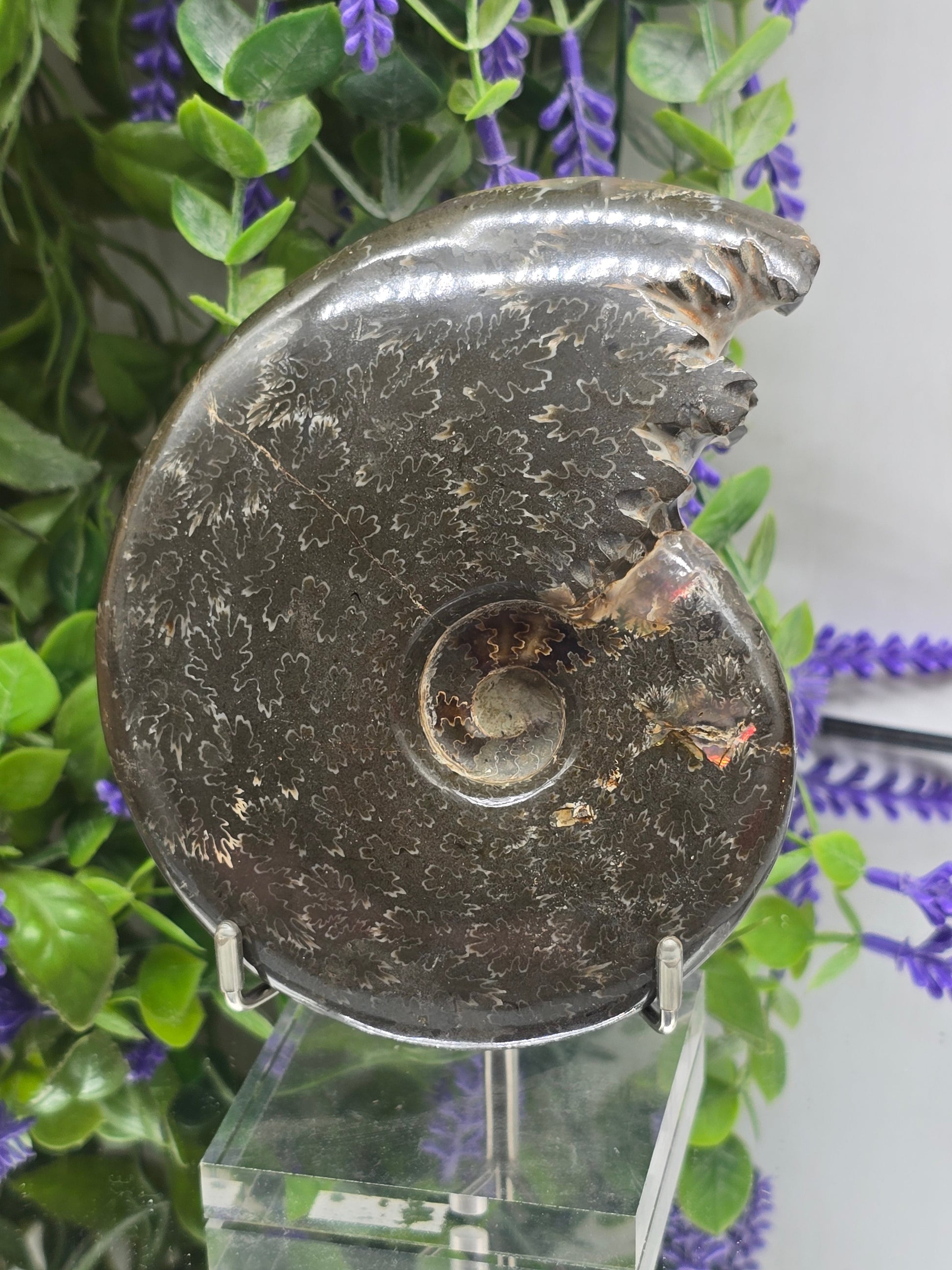 High-Grade Large Iridescent Madagascan Ammonite Fossil — 13cm | 500g | Ancient Spiral Life Crystal Wellness