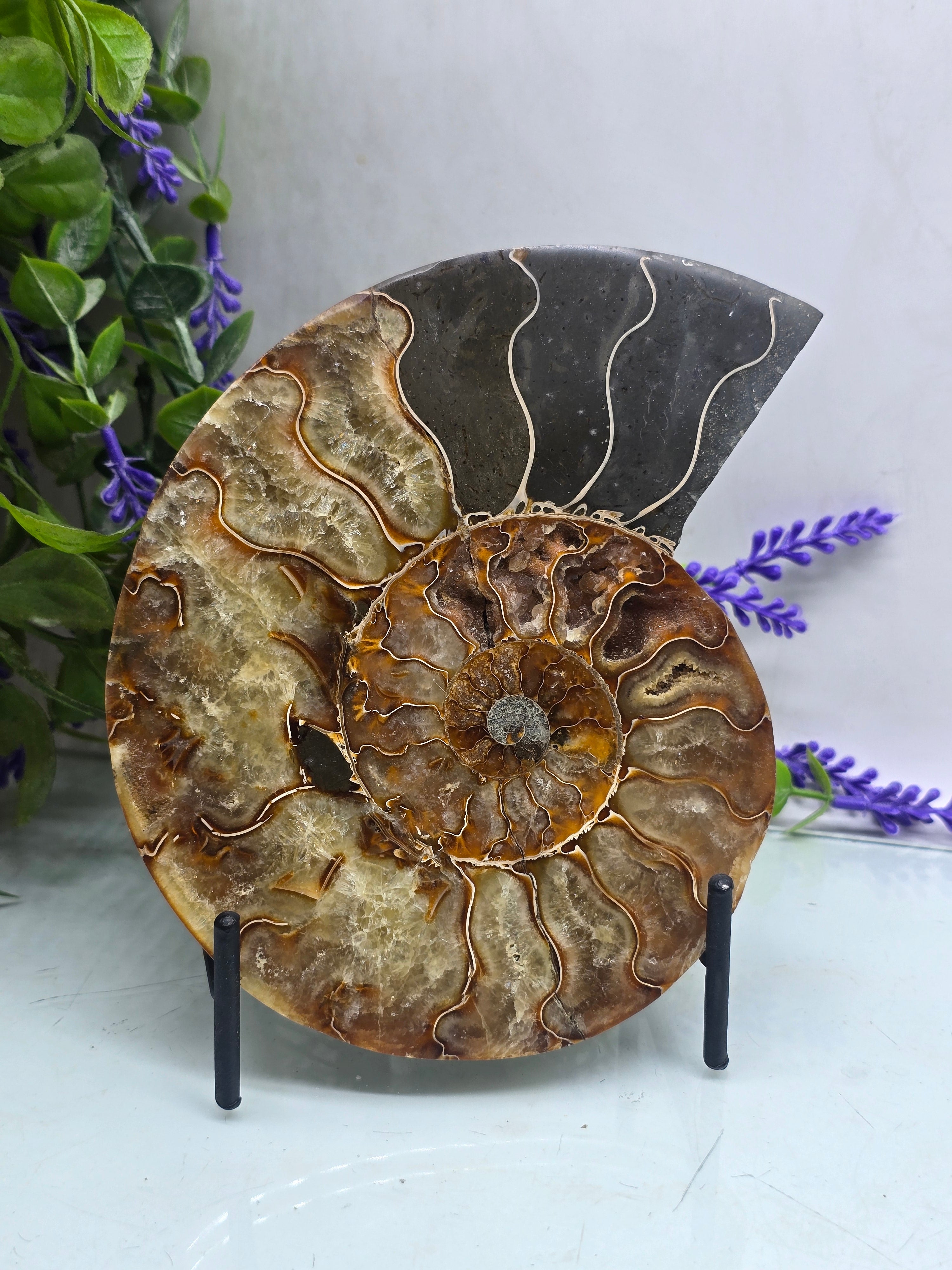 Premium Madagascan Ammonite Fossil Pair – Sacred Spiral of Ancient Wisdom, Protection & Evolution | 16.5 x 14 cm Crystal Wellness