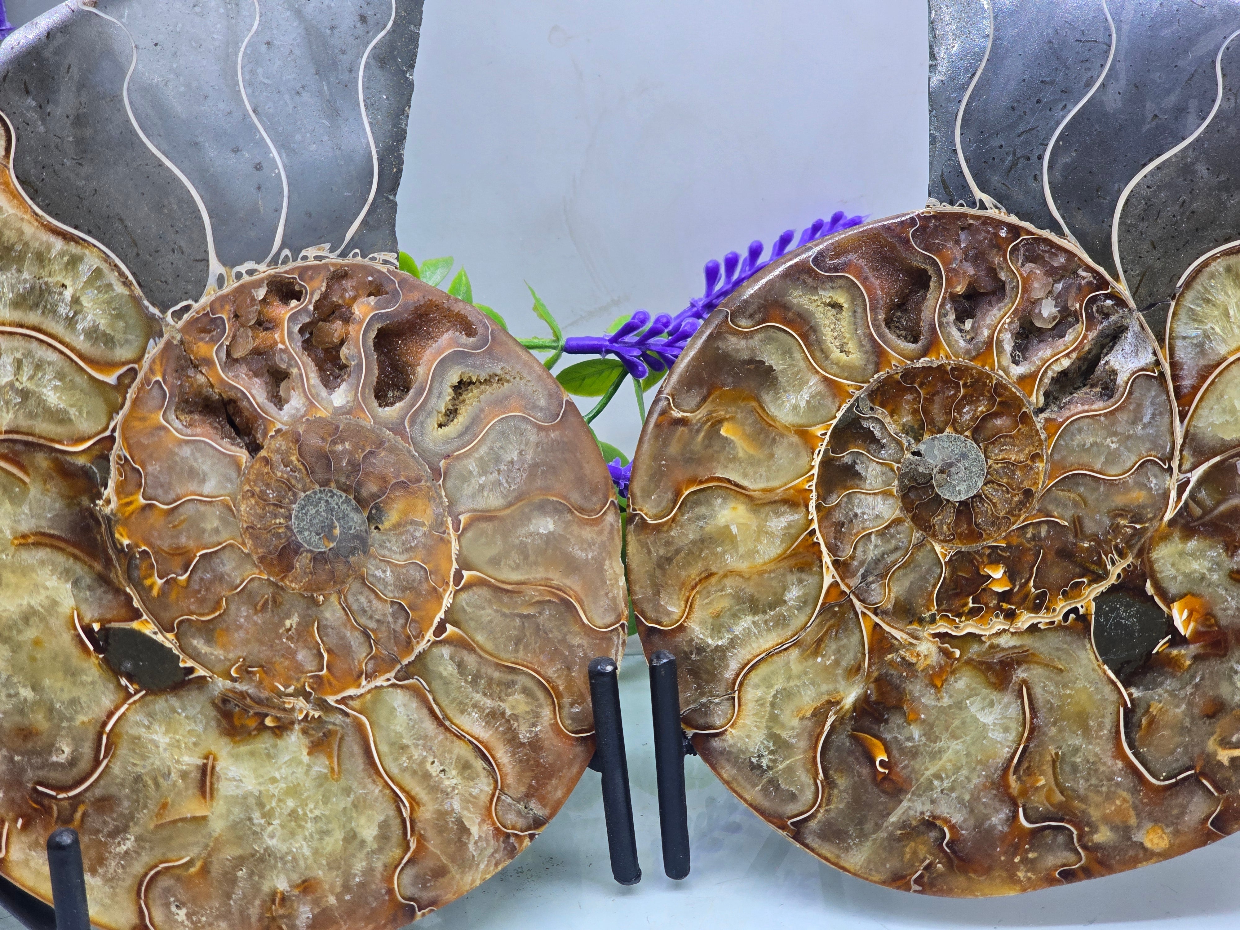 Premium Madagascan Ammonite Fossil Pair – Sacred Spiral of Ancient Wisdom, Protection & Evolution | 16.5 x 14 cm Crystal Wellness