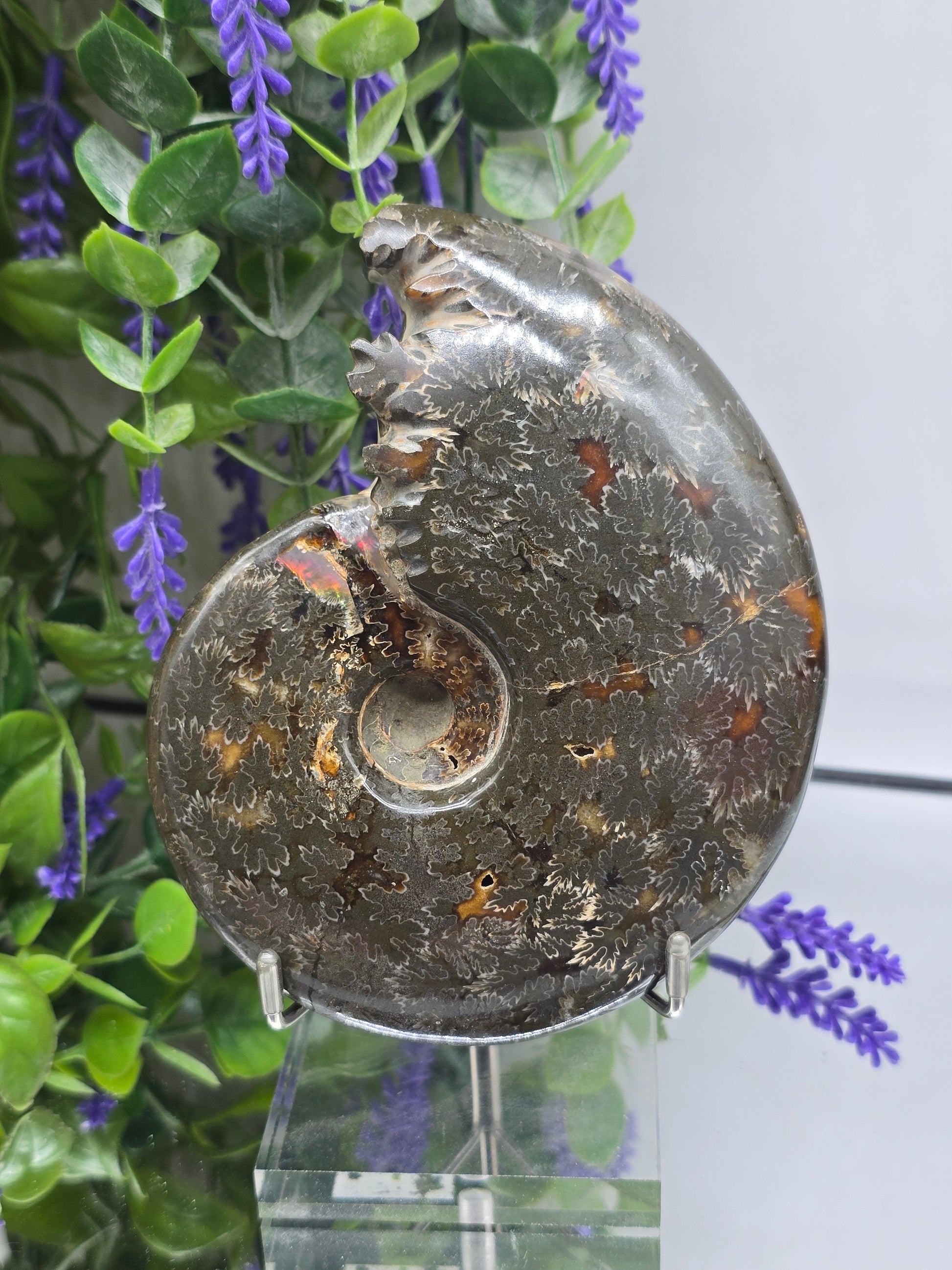 High-Grade Large Iridescent Madagascan Ammonite Fossil — 13cm | 500g | Ancient Spiral Life Crystal Wellness